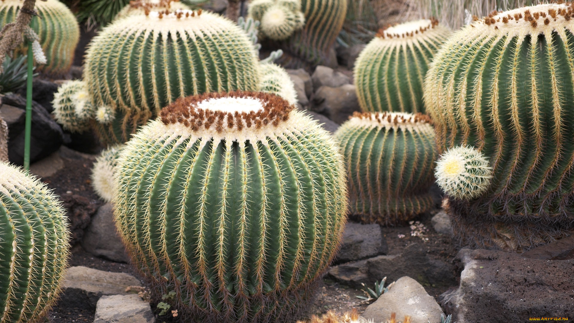 цветы, кактусы, круглые, колючие
