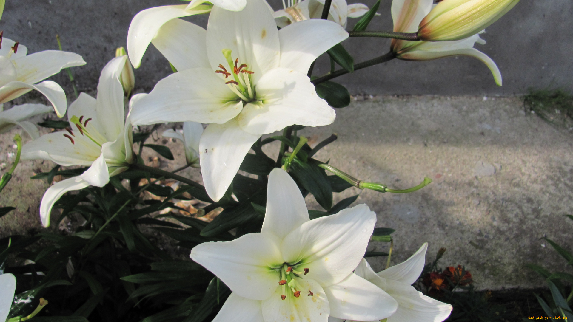 цветы, лилии, лилейники, белый