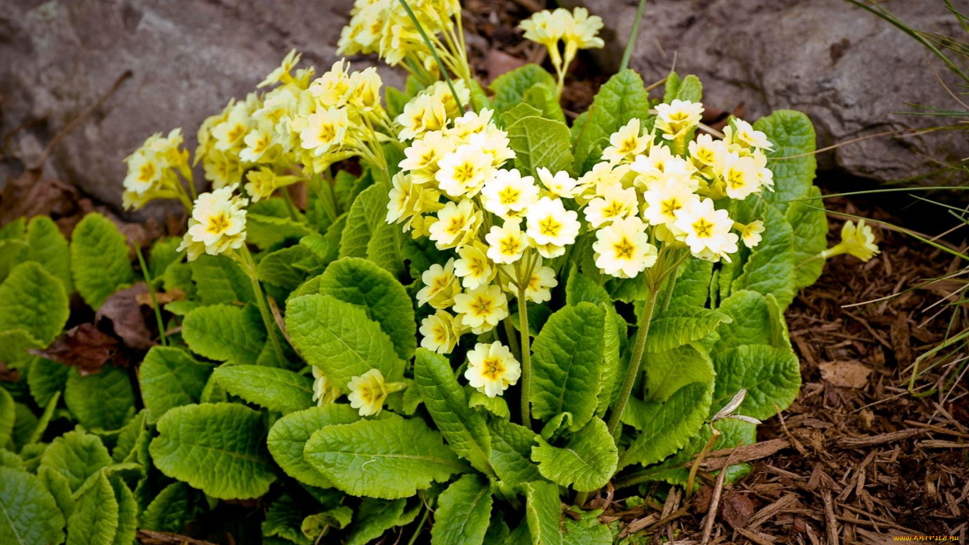 цветы, примулы, первоцвет, желтый, кустик