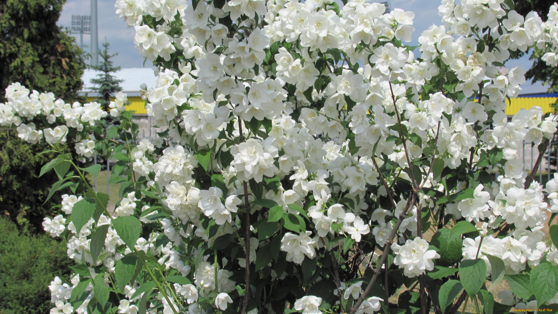 цветы, жасмин, лепестки