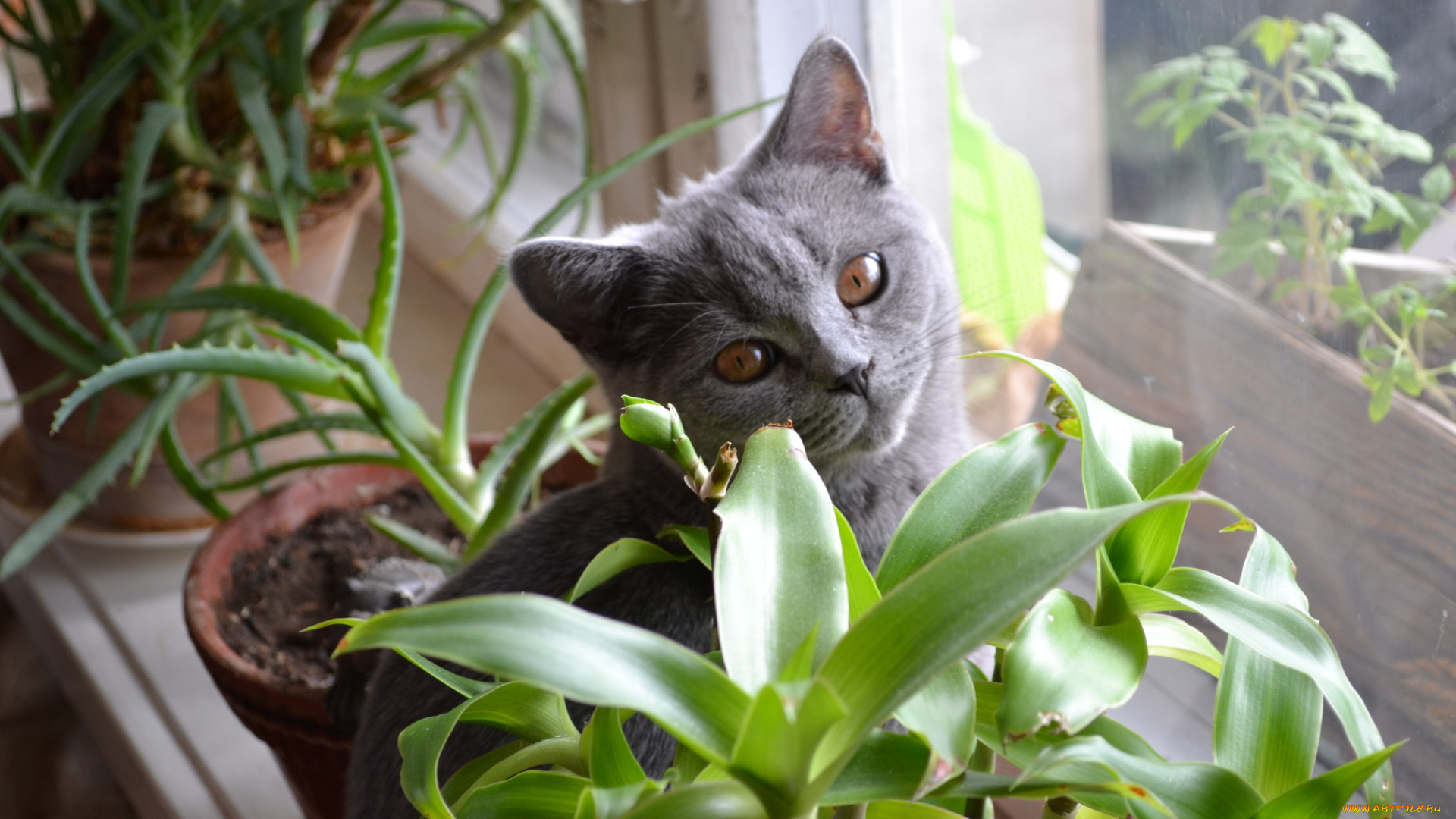 кися, животные, коты, окошко, кошка, подоконник, цветы