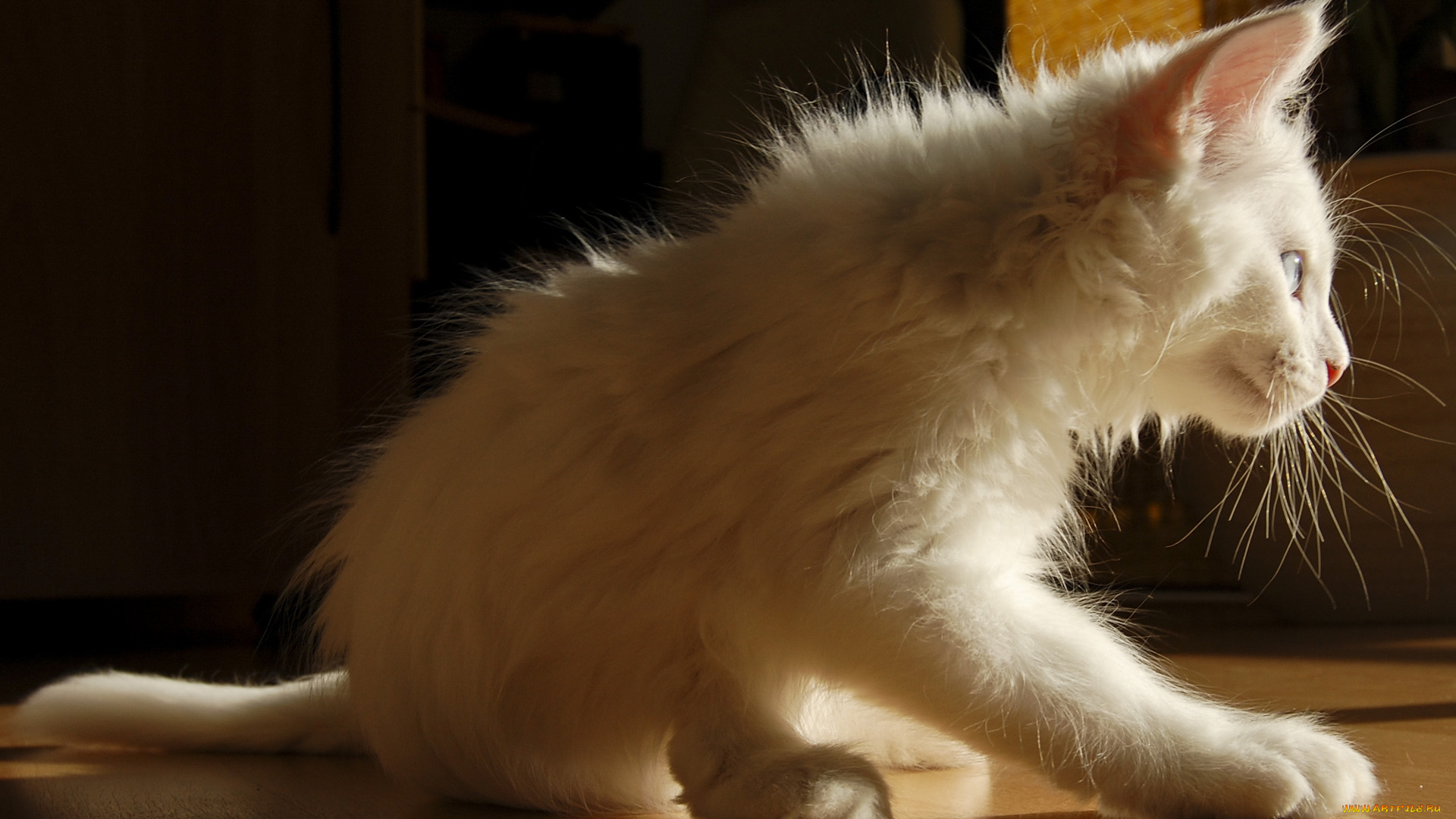 животные, коты