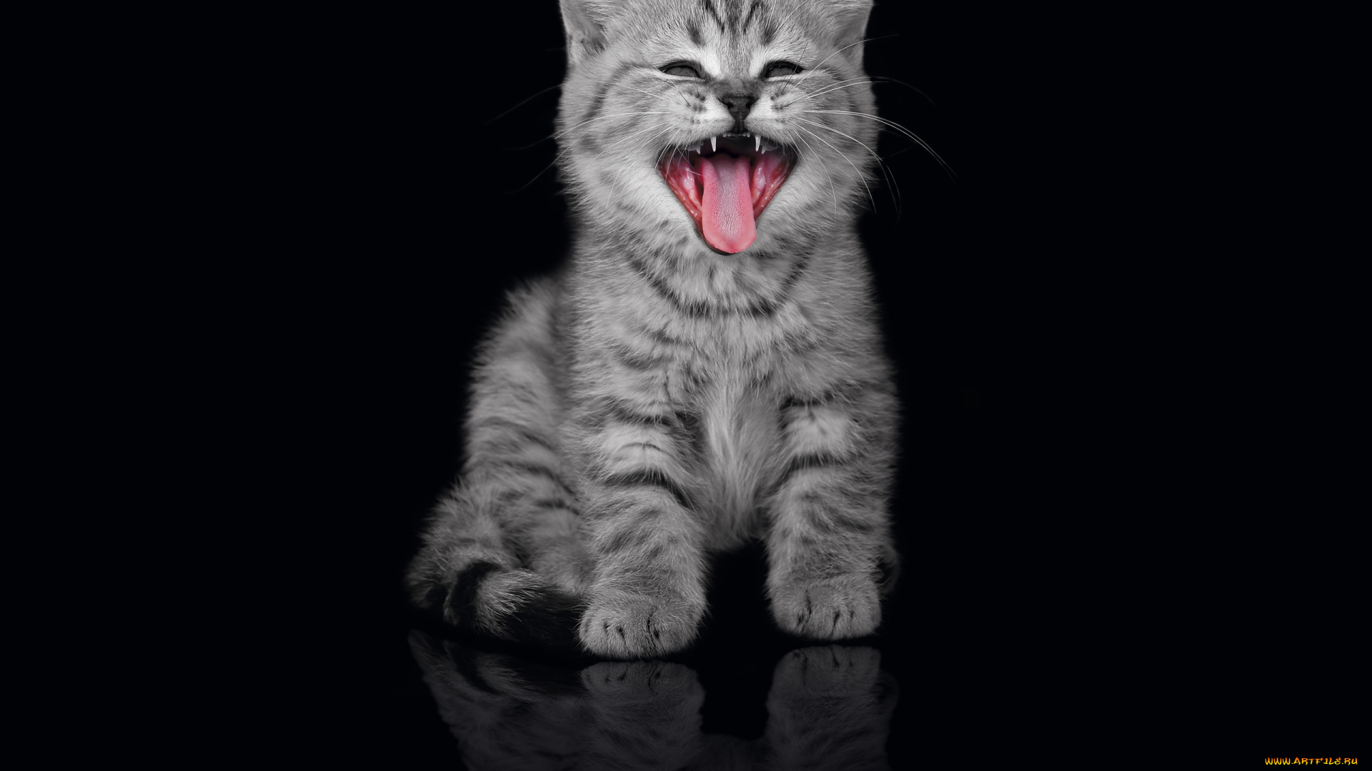 животные, коты, котёнок