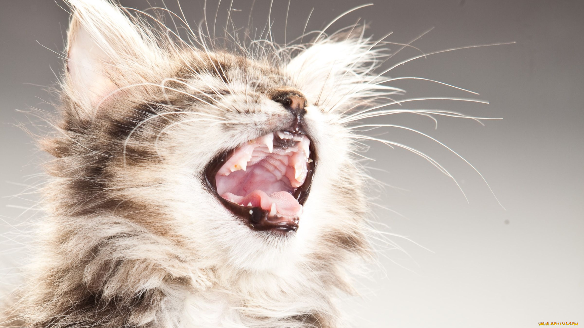 животные, коты, пасть