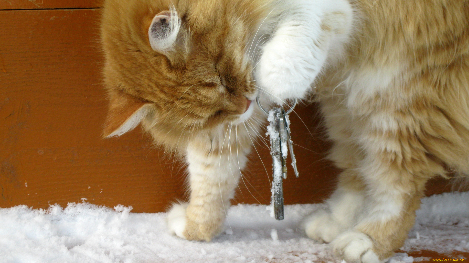 животные, коты, снег, кошка, ключи