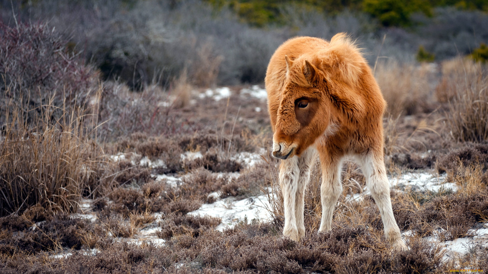 животные, лошади, пони, фон, природа