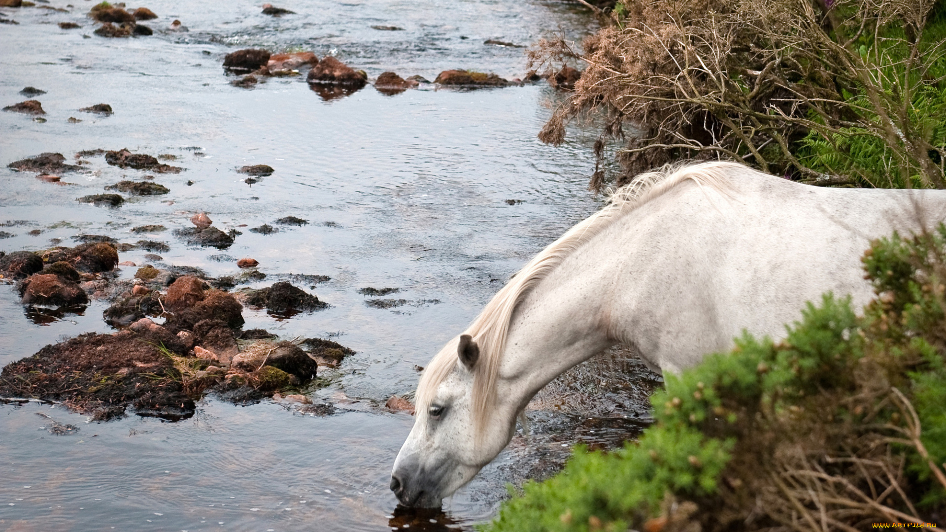 животные, лошади, река