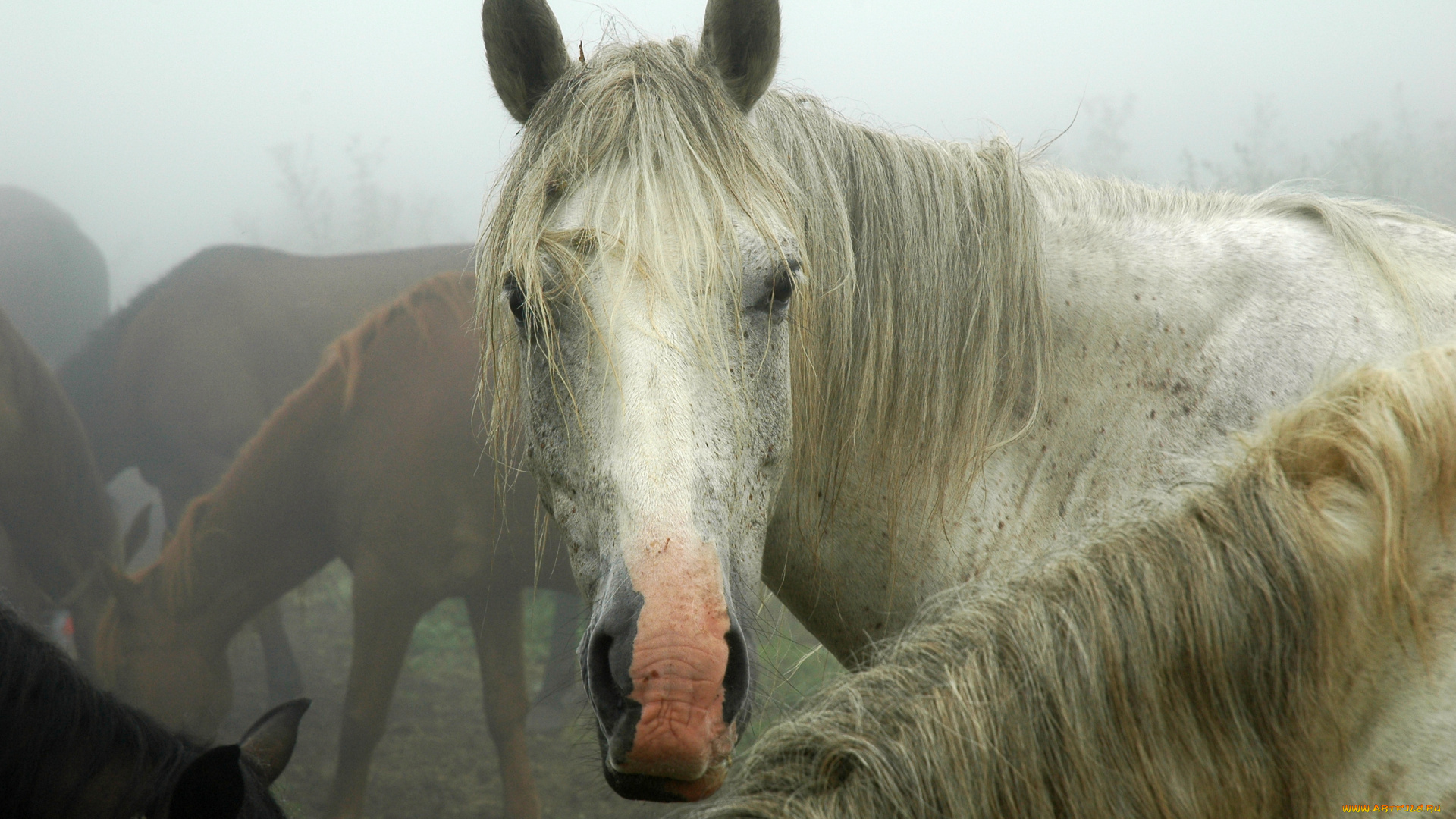 животные, лошади, табун