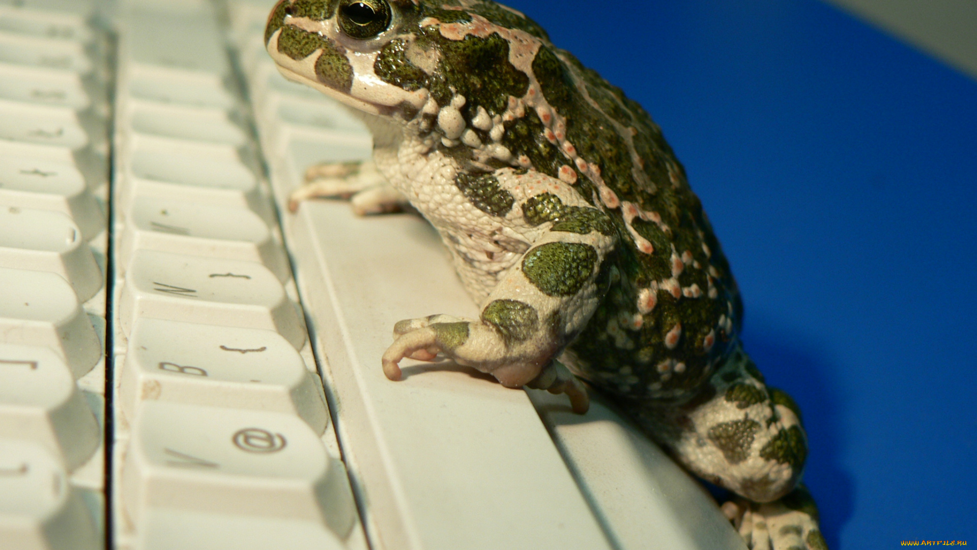 животные, лягушки, клавиатура, лягушка