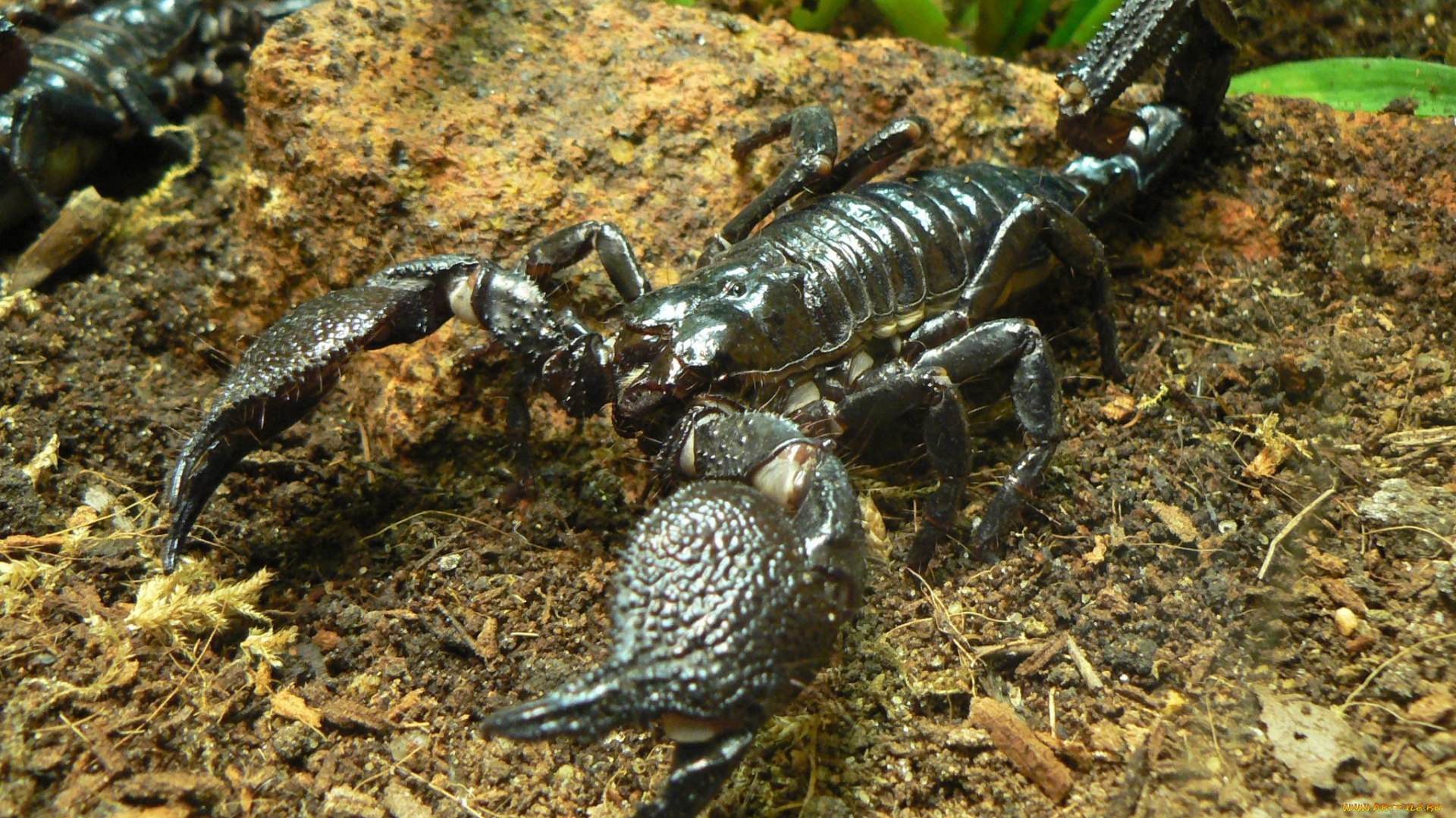 животные, скорпионы, скорпион