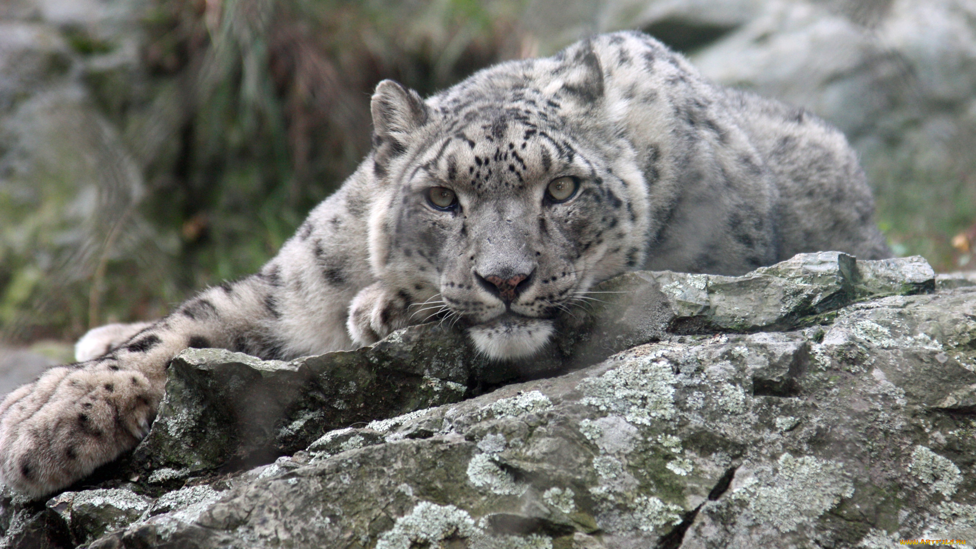 животные, снежный, барс, ирбис, камень, морда, взгляд