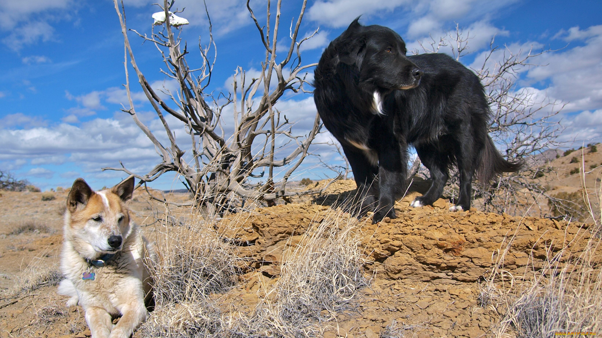 животные, собаки, dog