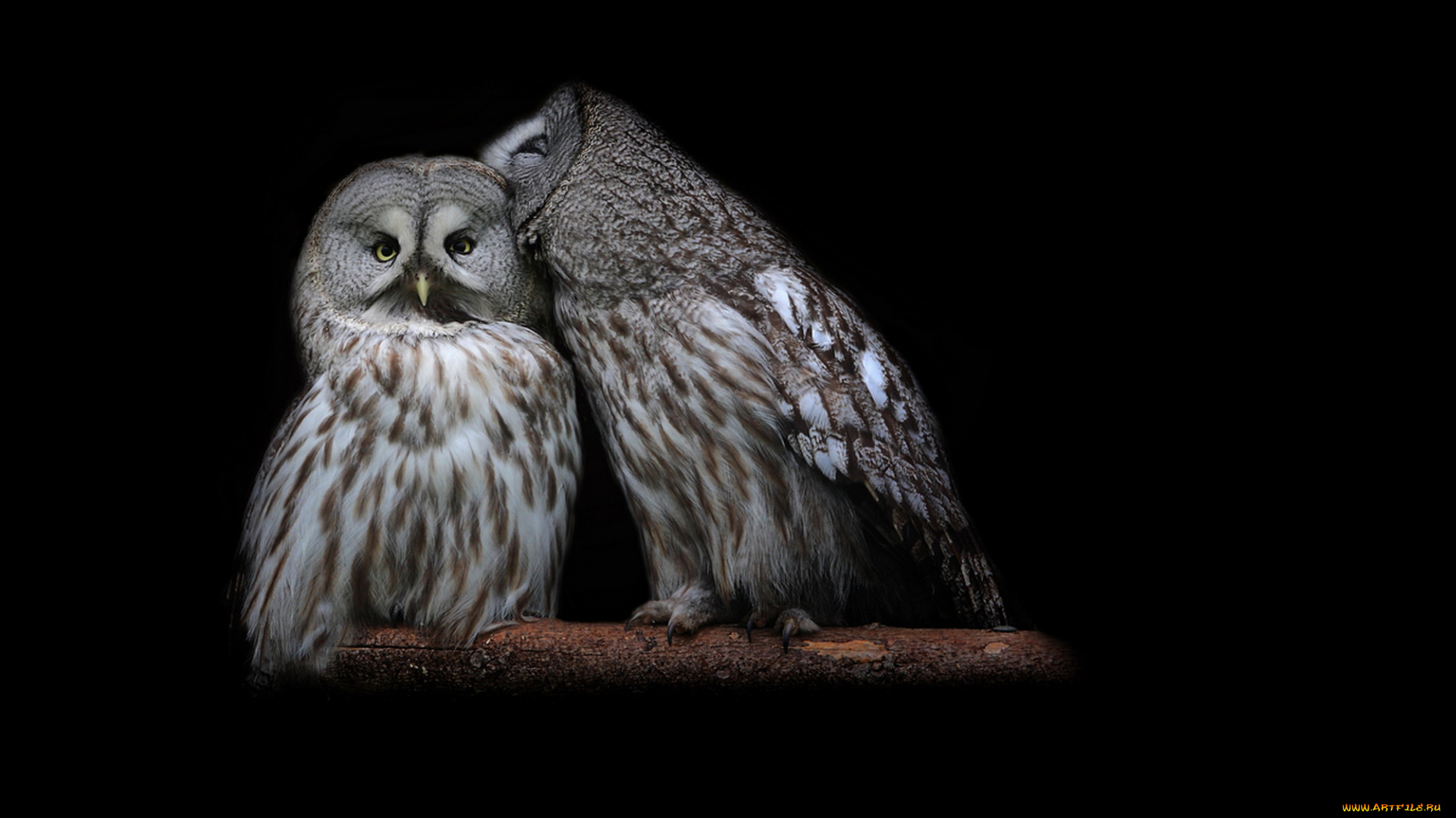 животные, совы, сплетницы