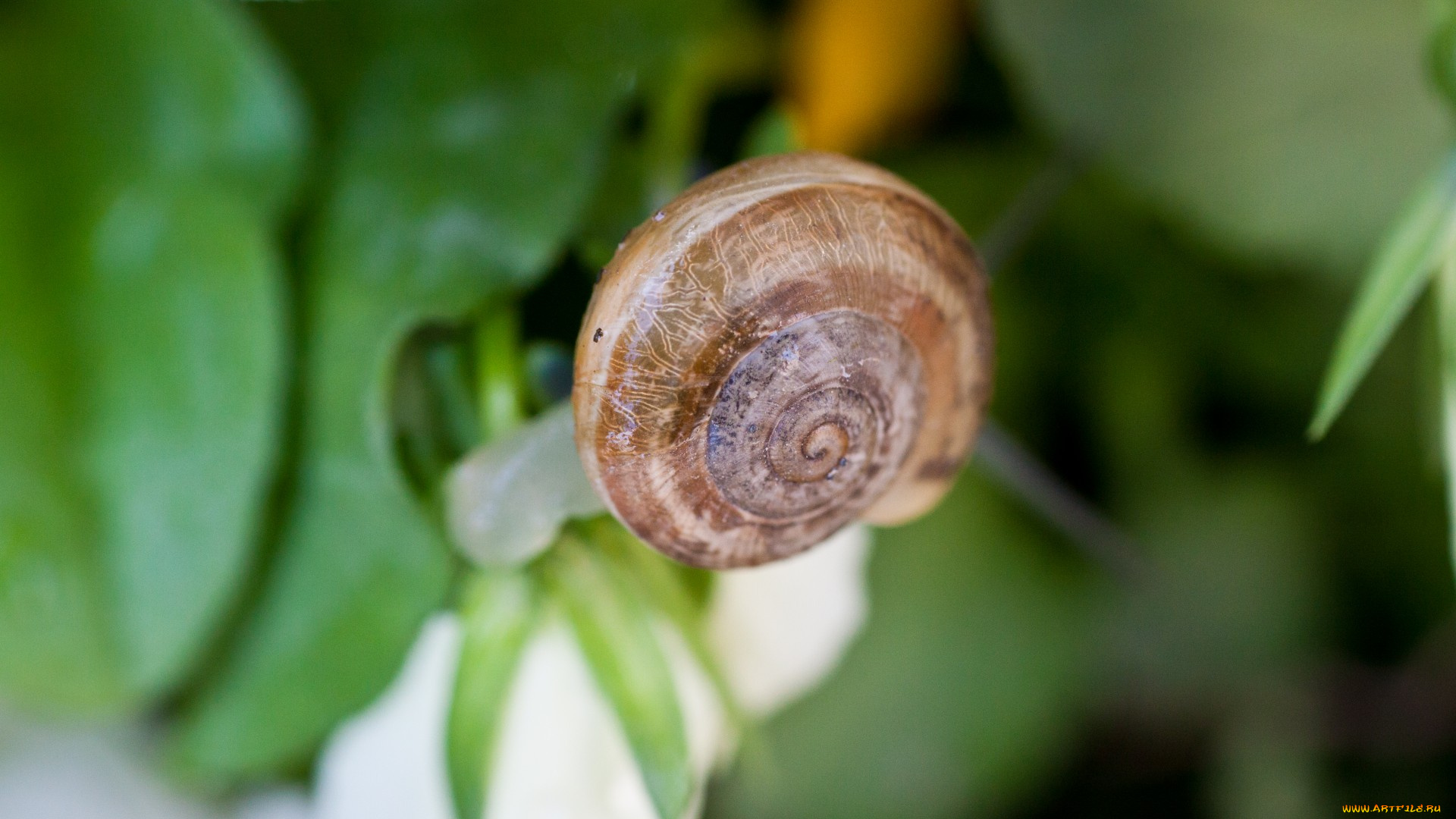 животные, улитки, обои, макро, улитка