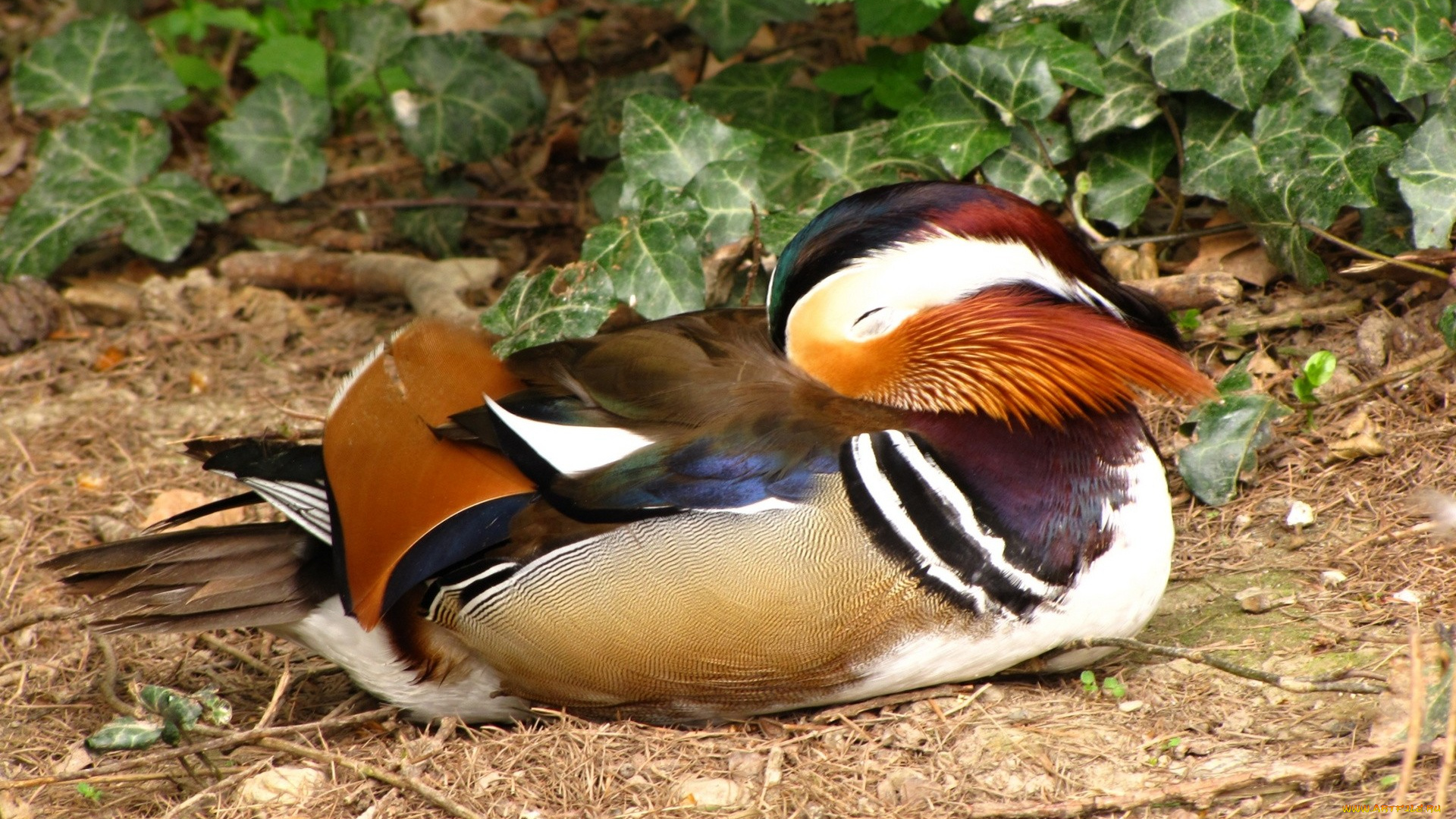 животные, утки, спящая, утка