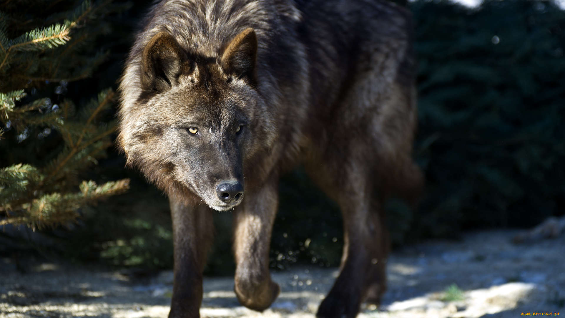 животные, волки, хищник, черный