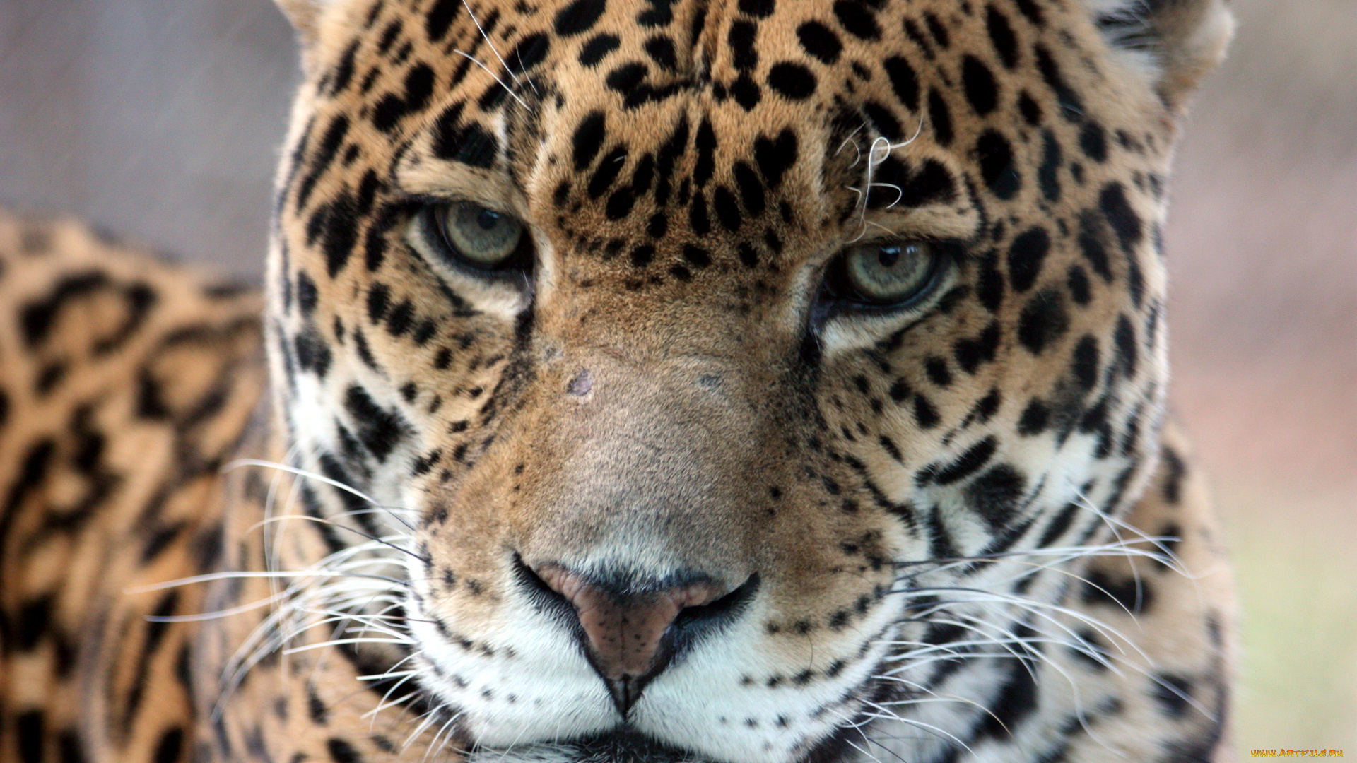 животные, Ягуары, морда, крупным, планом, ягуар, серьёзный, взгляд