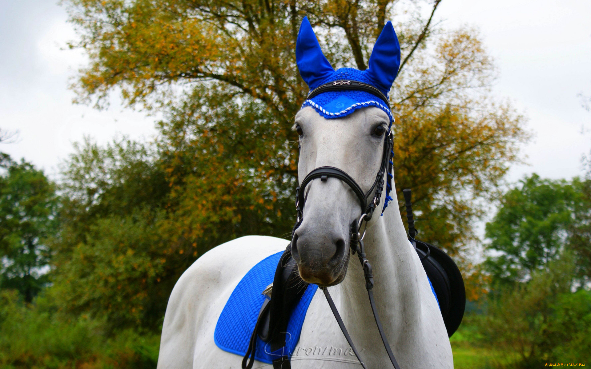 автор, geronima, животные, лошади, попона