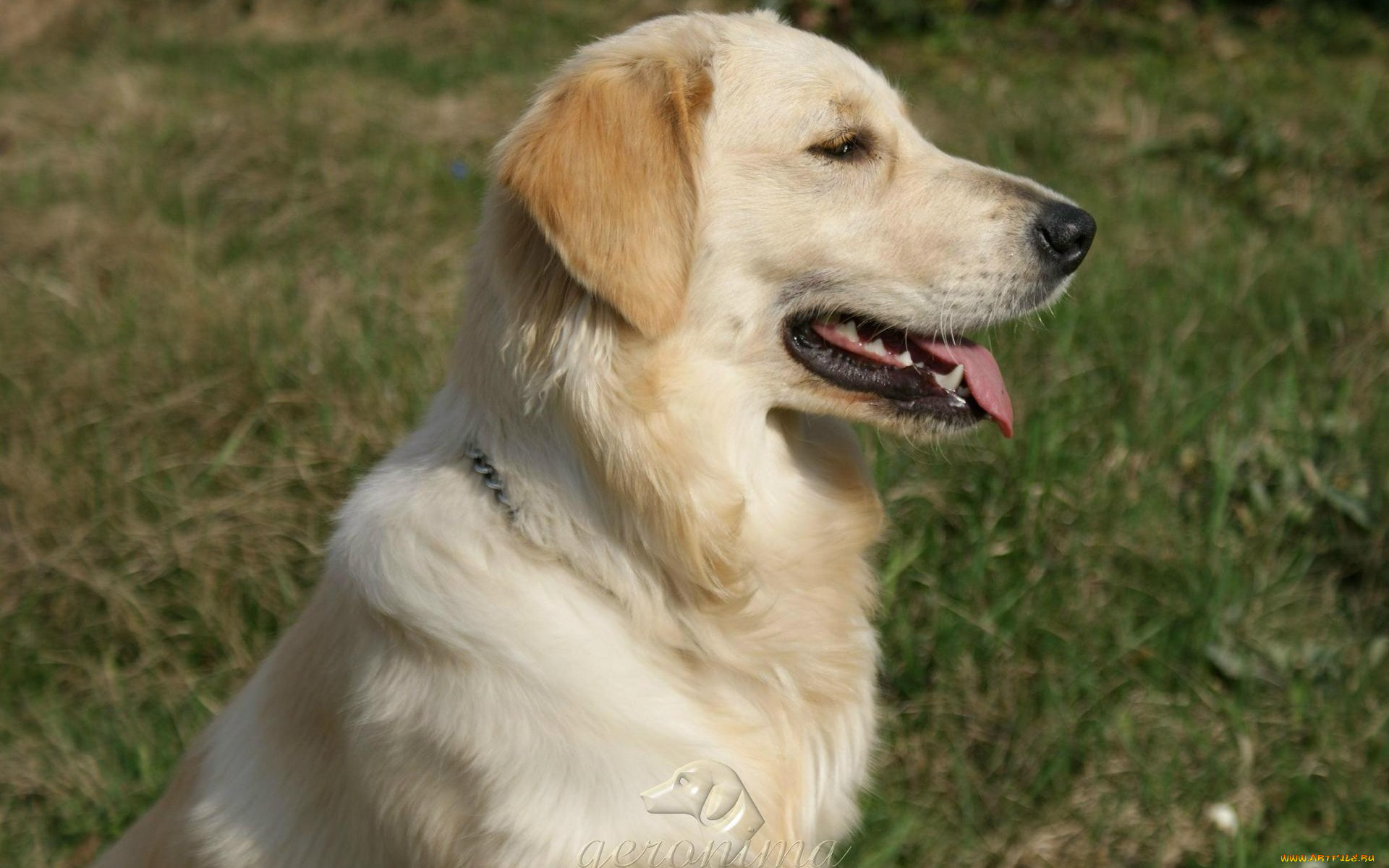 автор, geronima, животные, собаки, golden, retriever