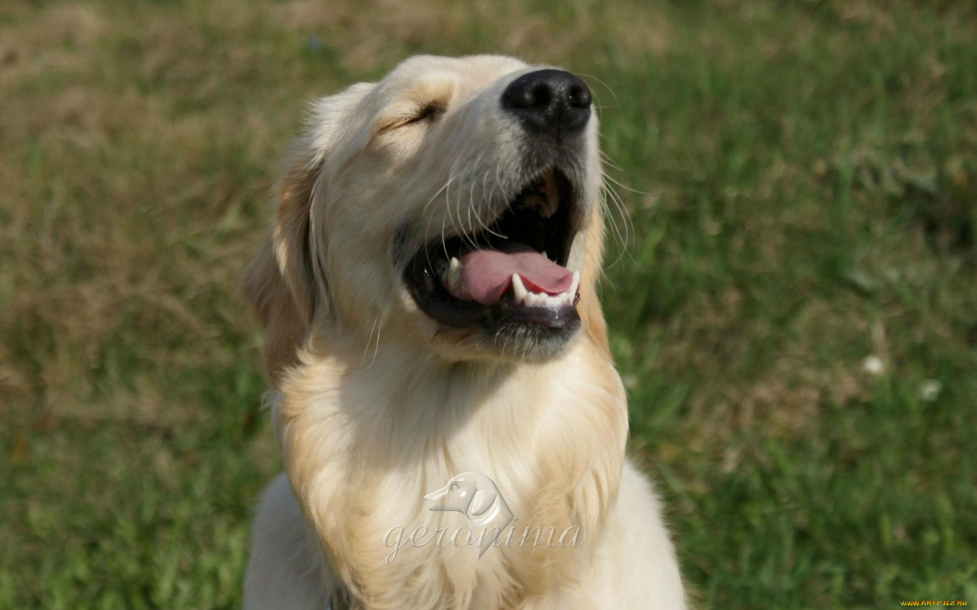 автор, geronima, животные, собаки, golden, retriever