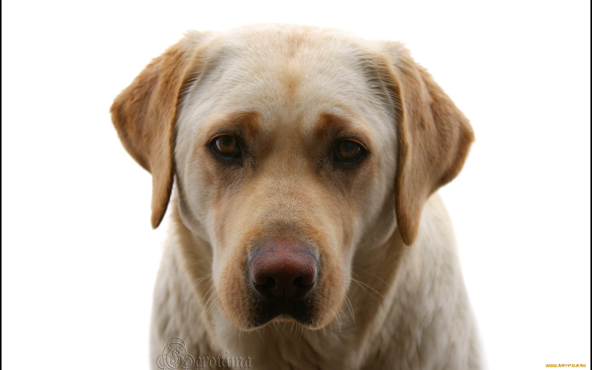 автор, geronima, животные, собаки, golden, retriever