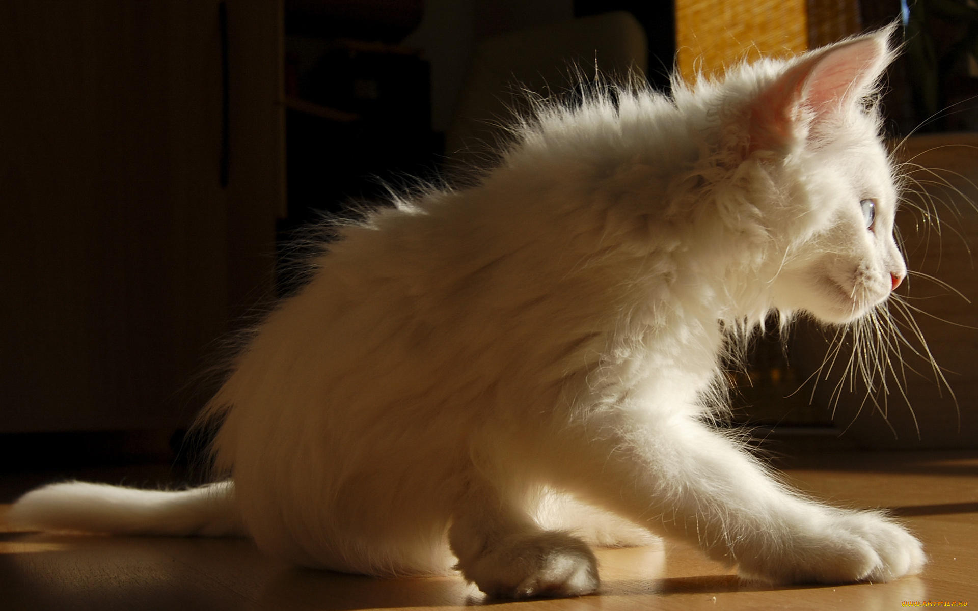 животные, коты