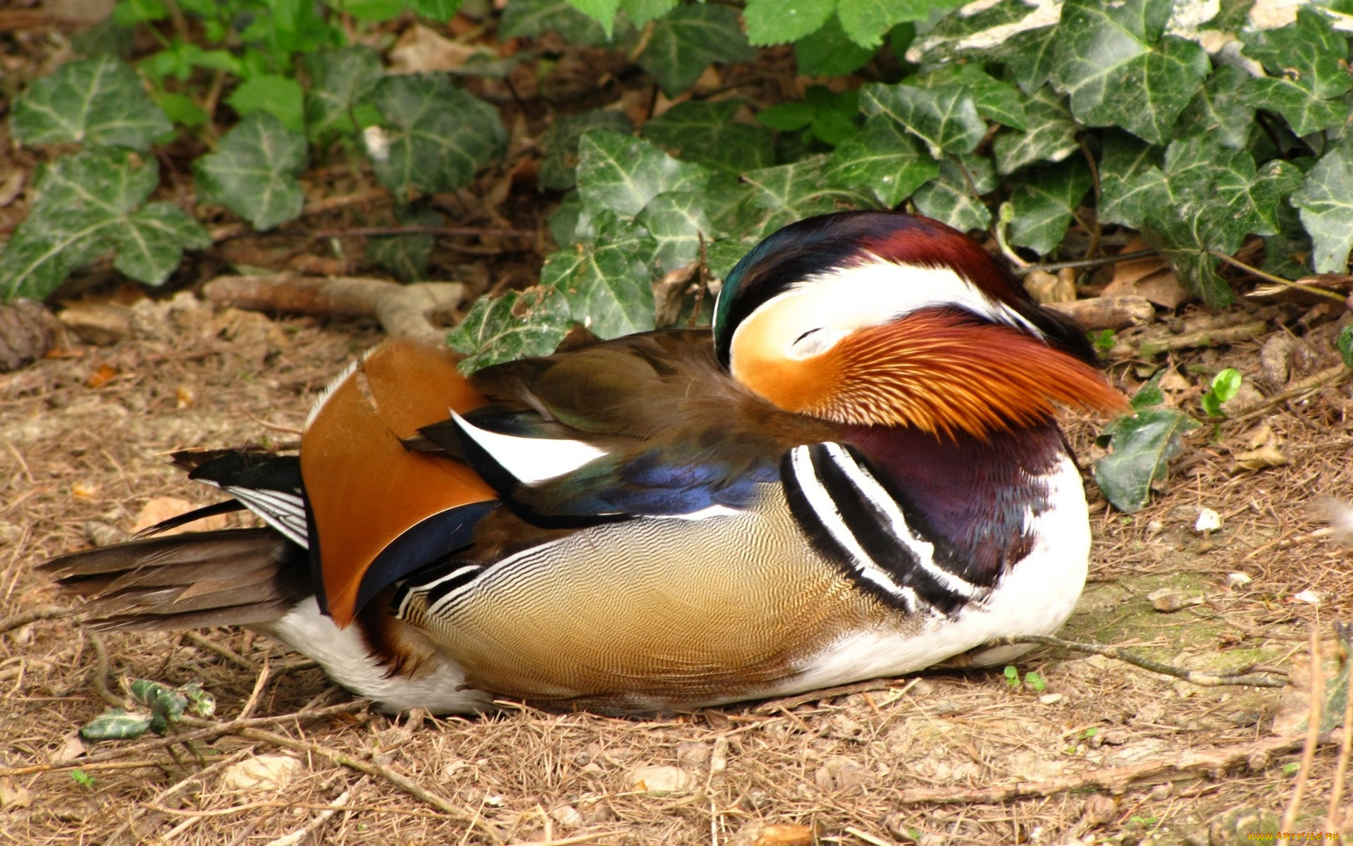 животные, утки, спящая, утка