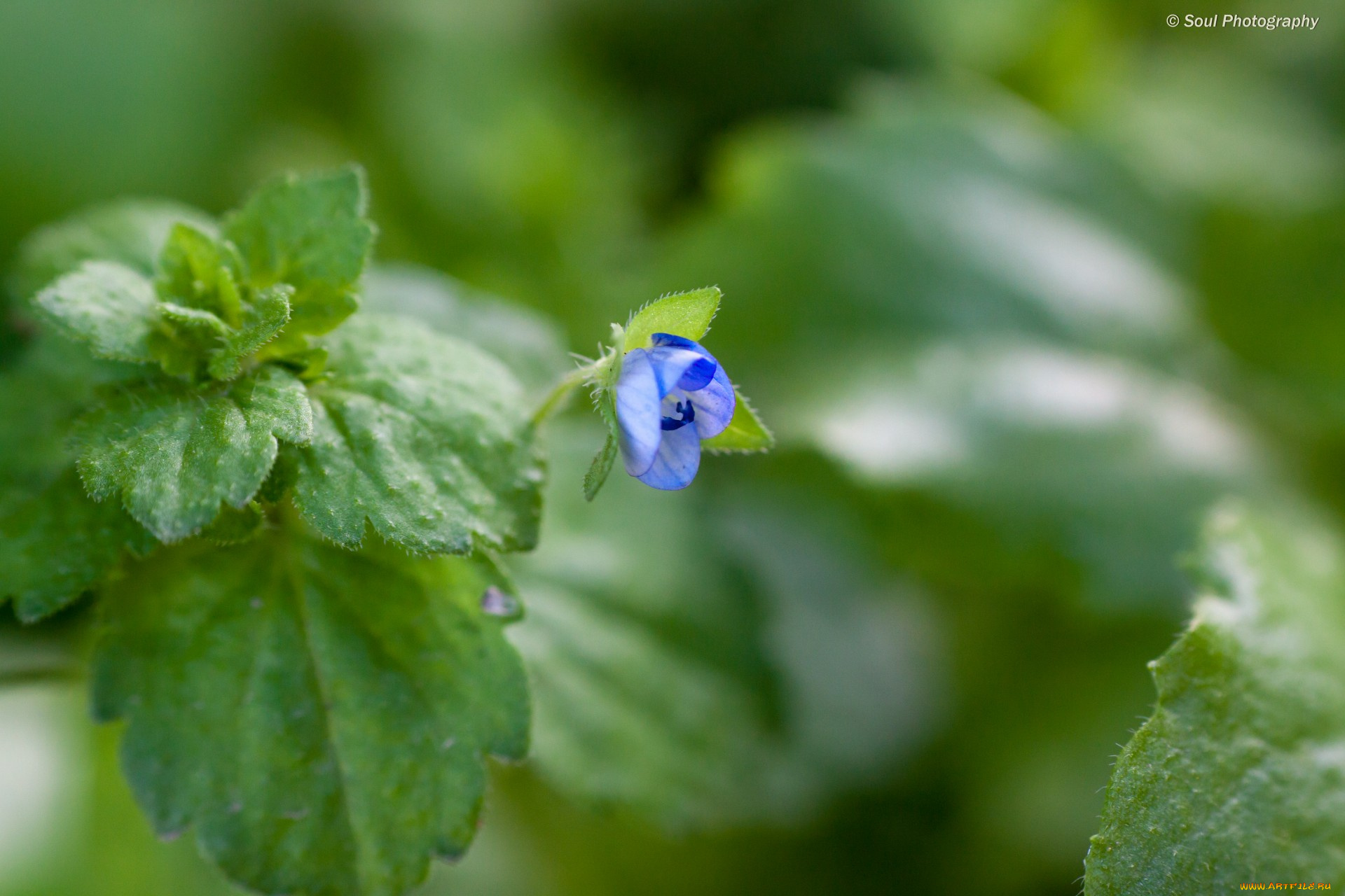 цветы, немофилы, вероники, весна, васильки, макро