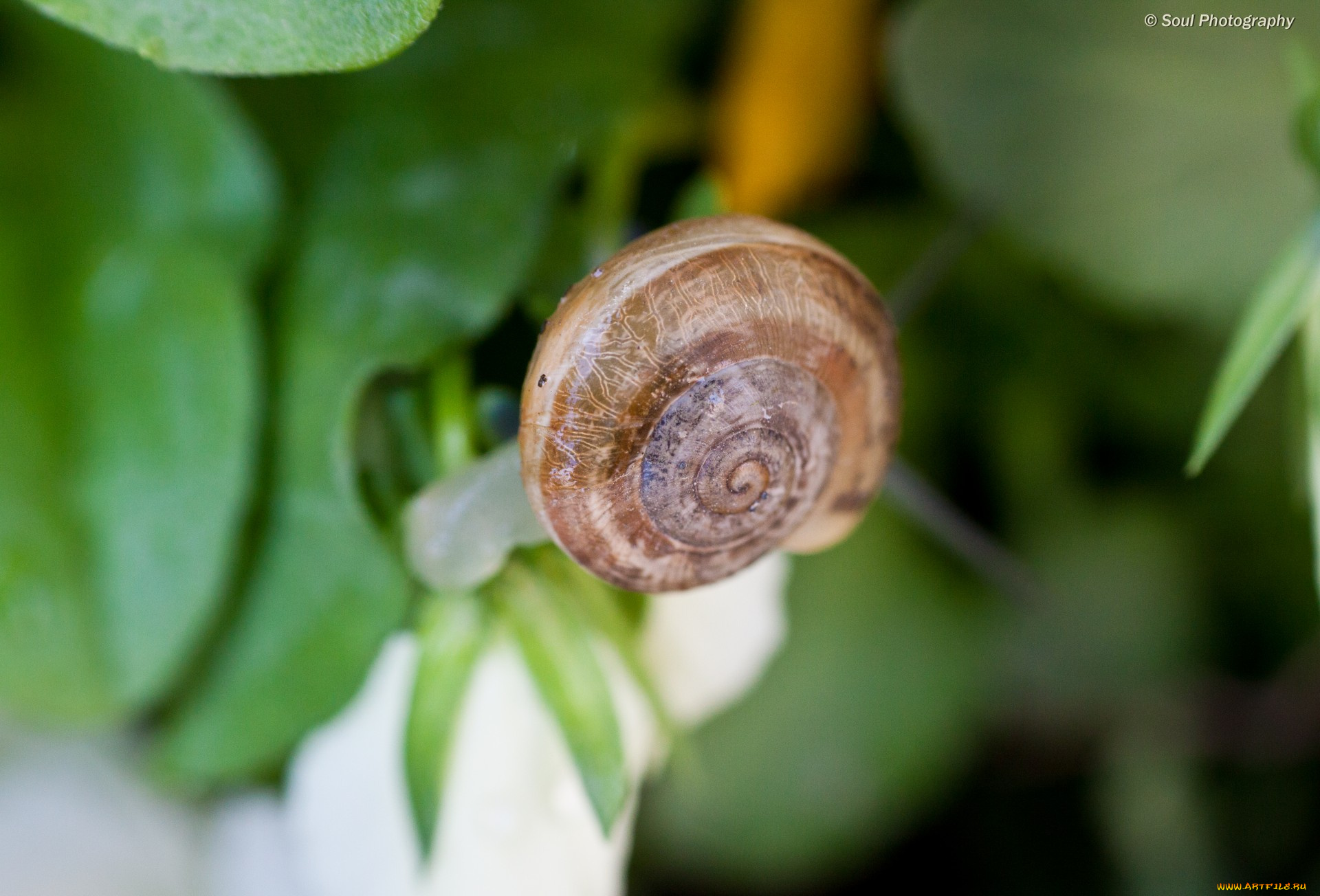 животные, улитки, обои, макро, улитка