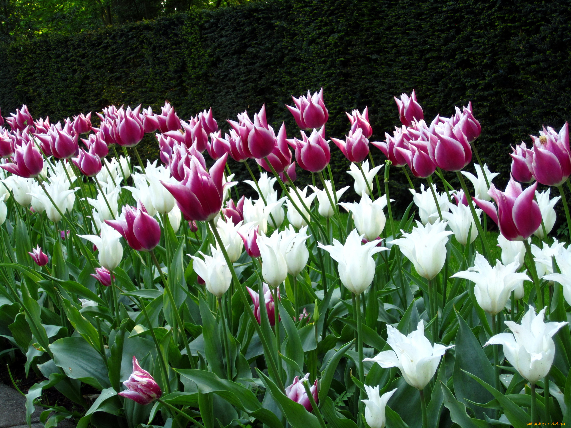 цветы, тюльпаны