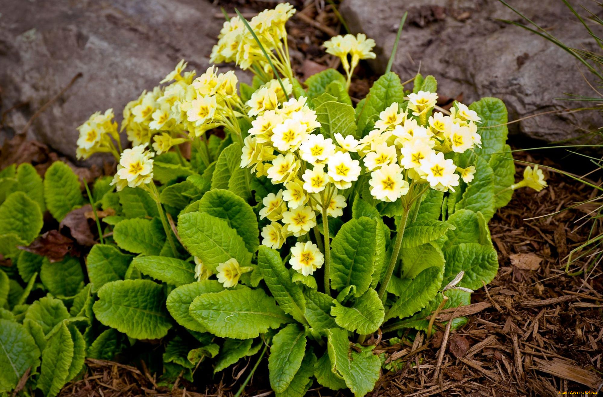 цветы, примулы, первоцвет, желтый, кустик
