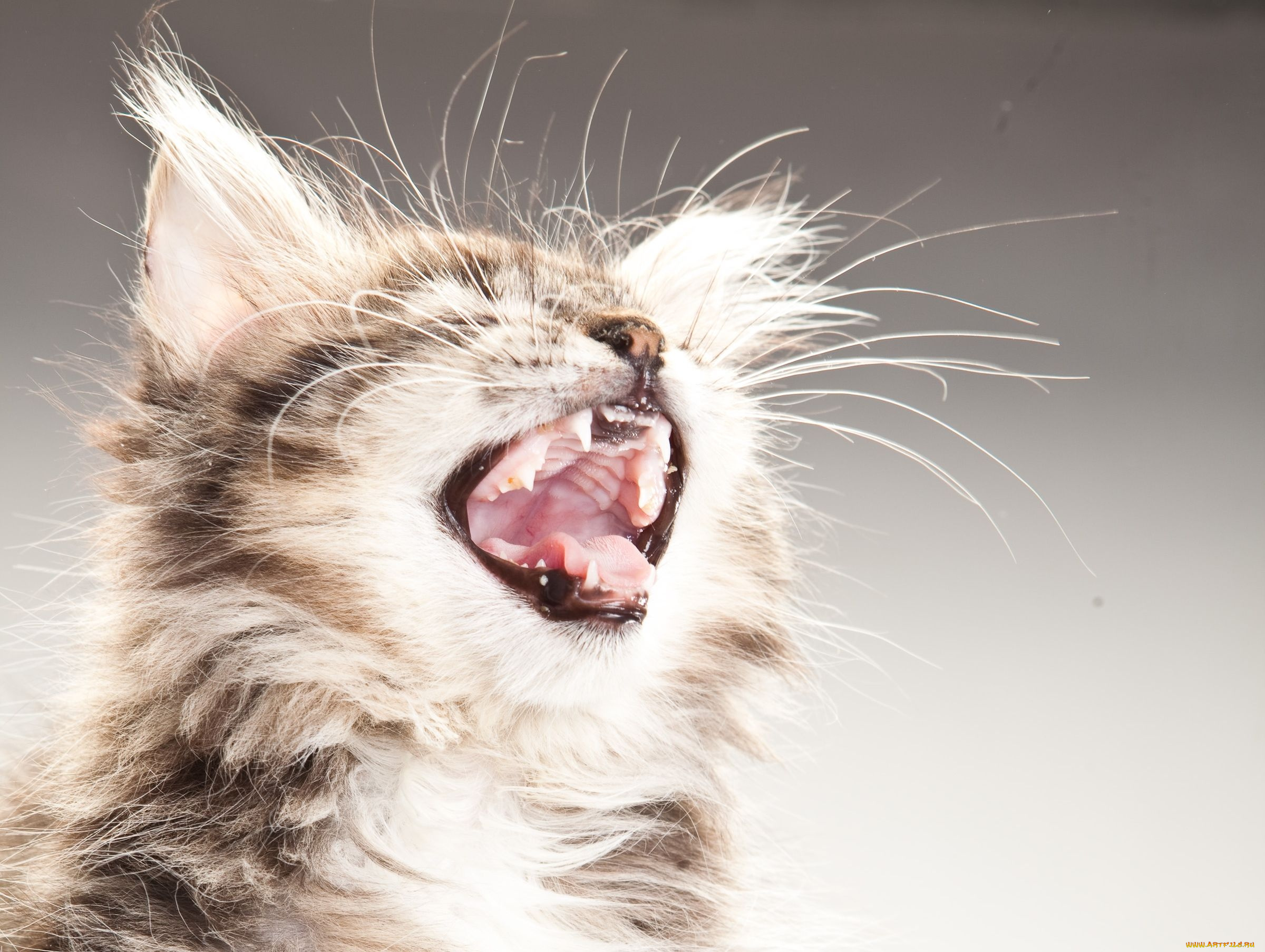 животные, коты, пасть