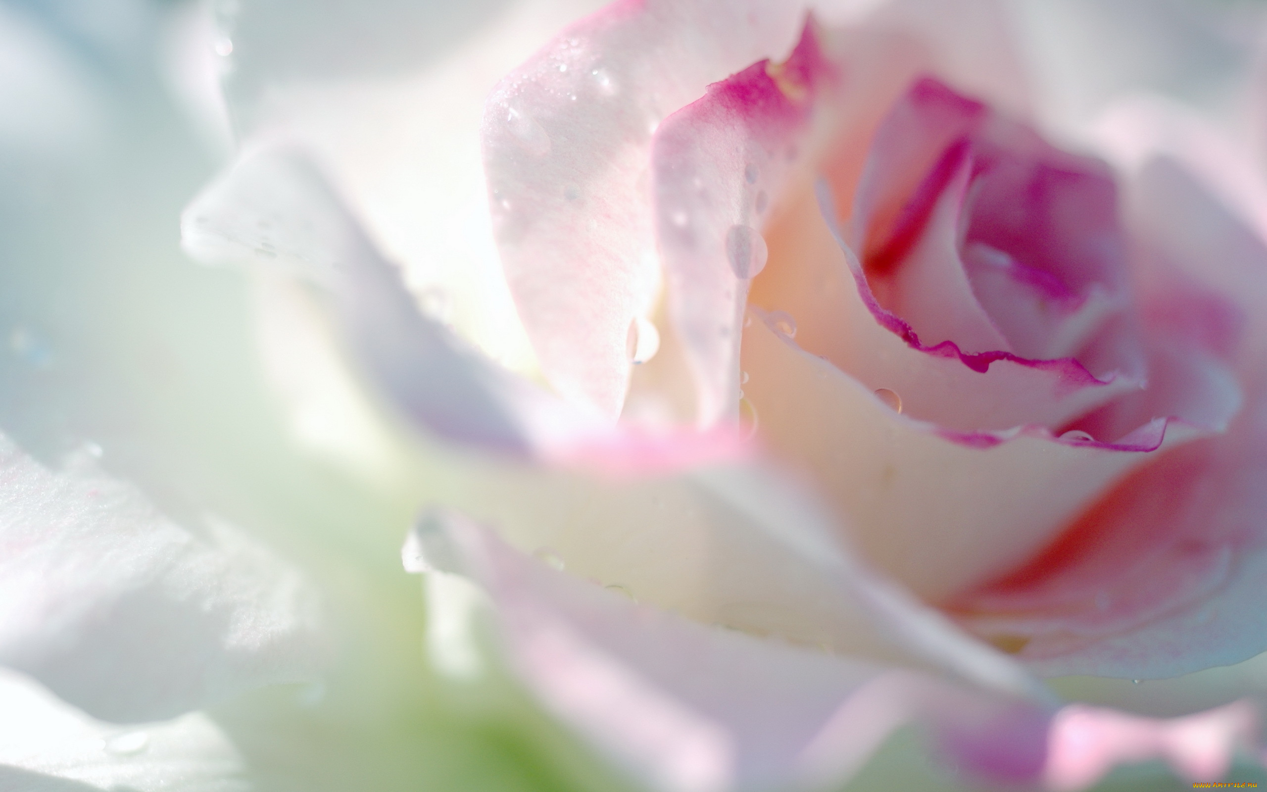 цветы, розы, нежность, лепестки, бутон, капли, макро