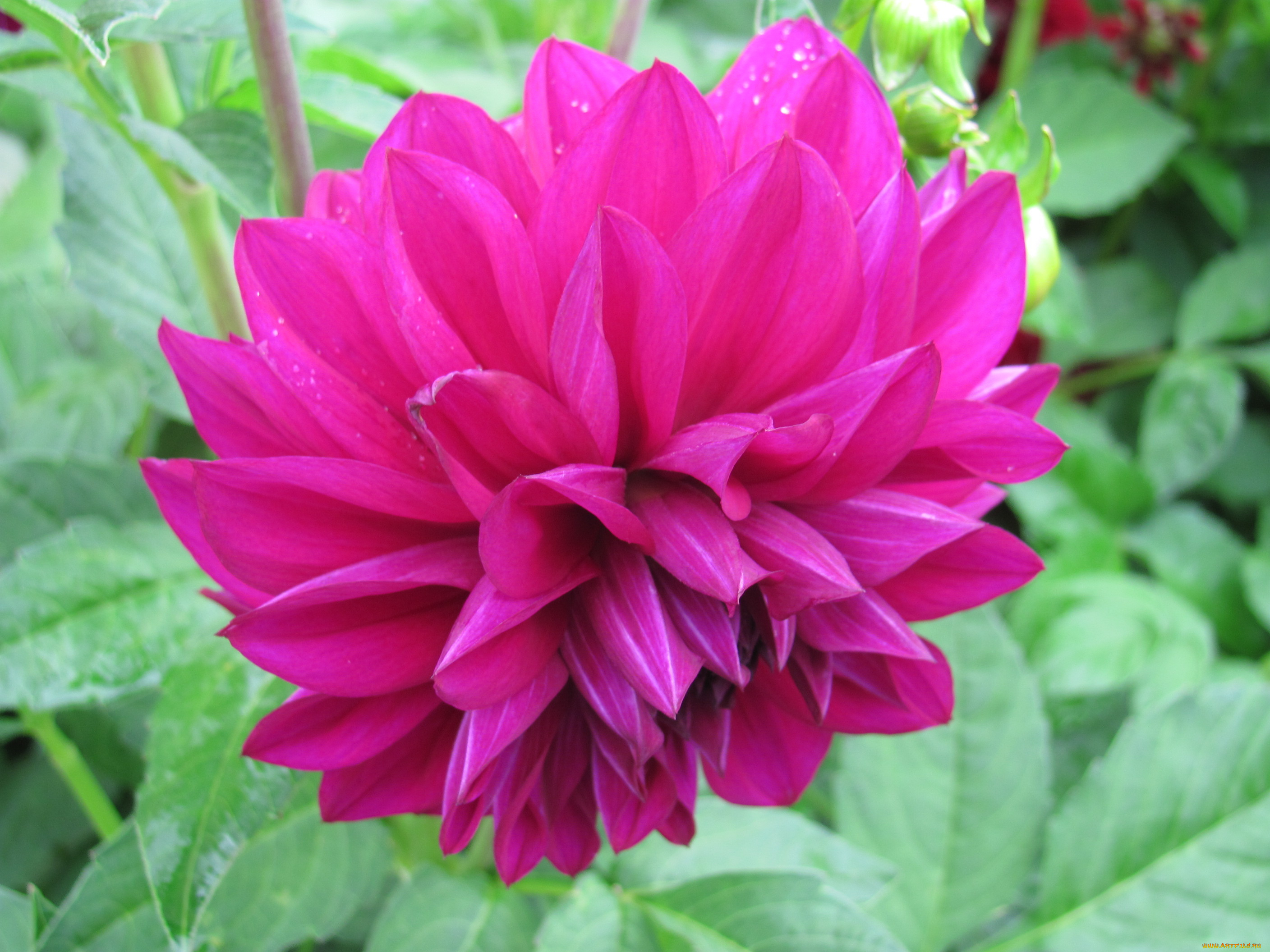 цветы, георгины, розовый