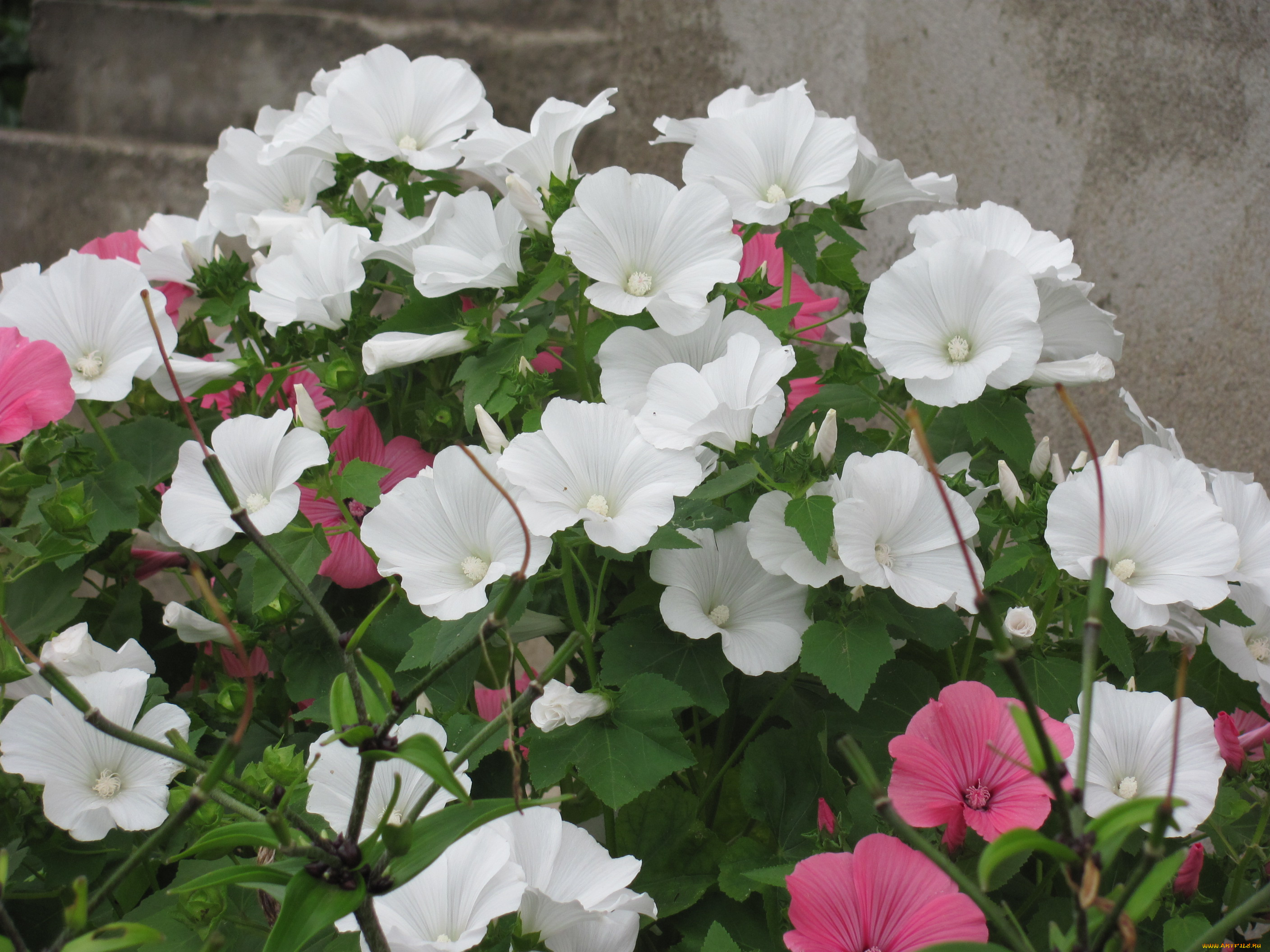 цветы, лаватера, белый