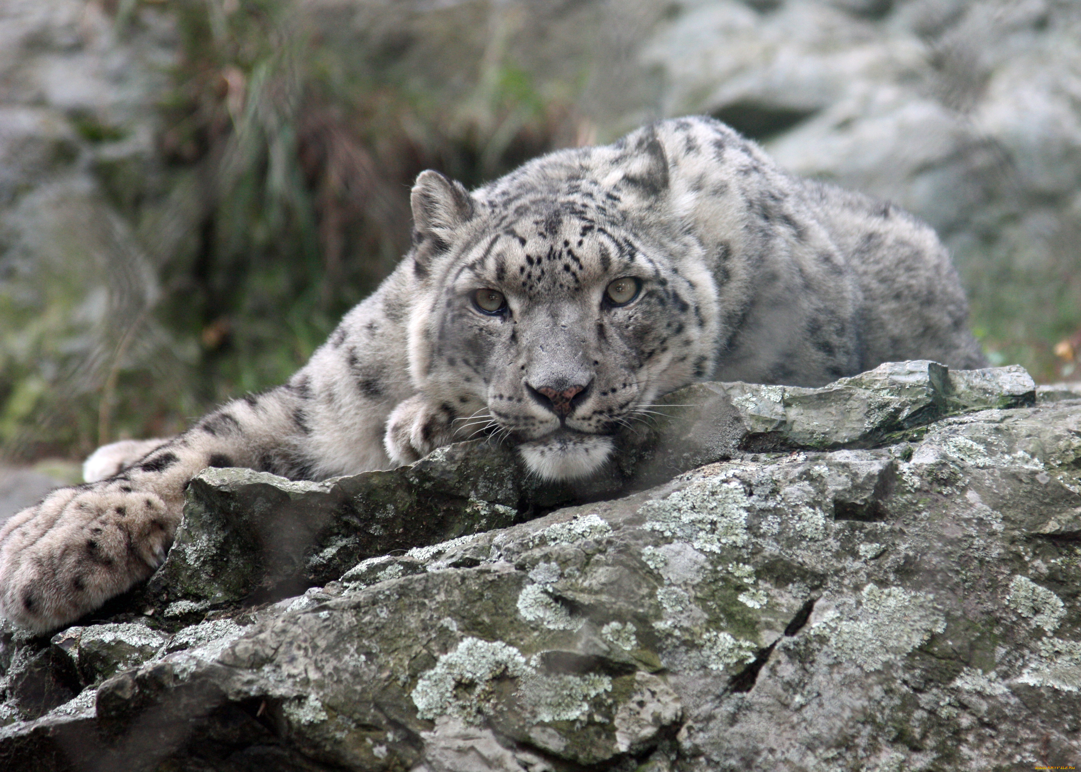 животные, снежный, барс, ирбис, камень, морда, взгляд