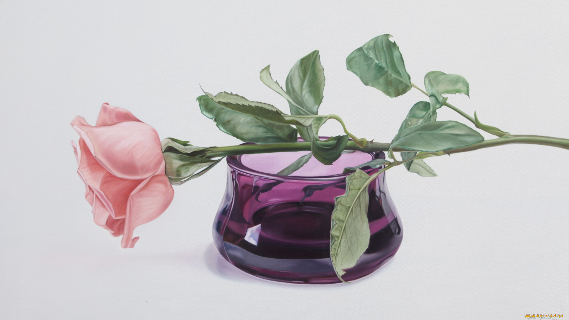 karina, rodriguez, рисованные, роза