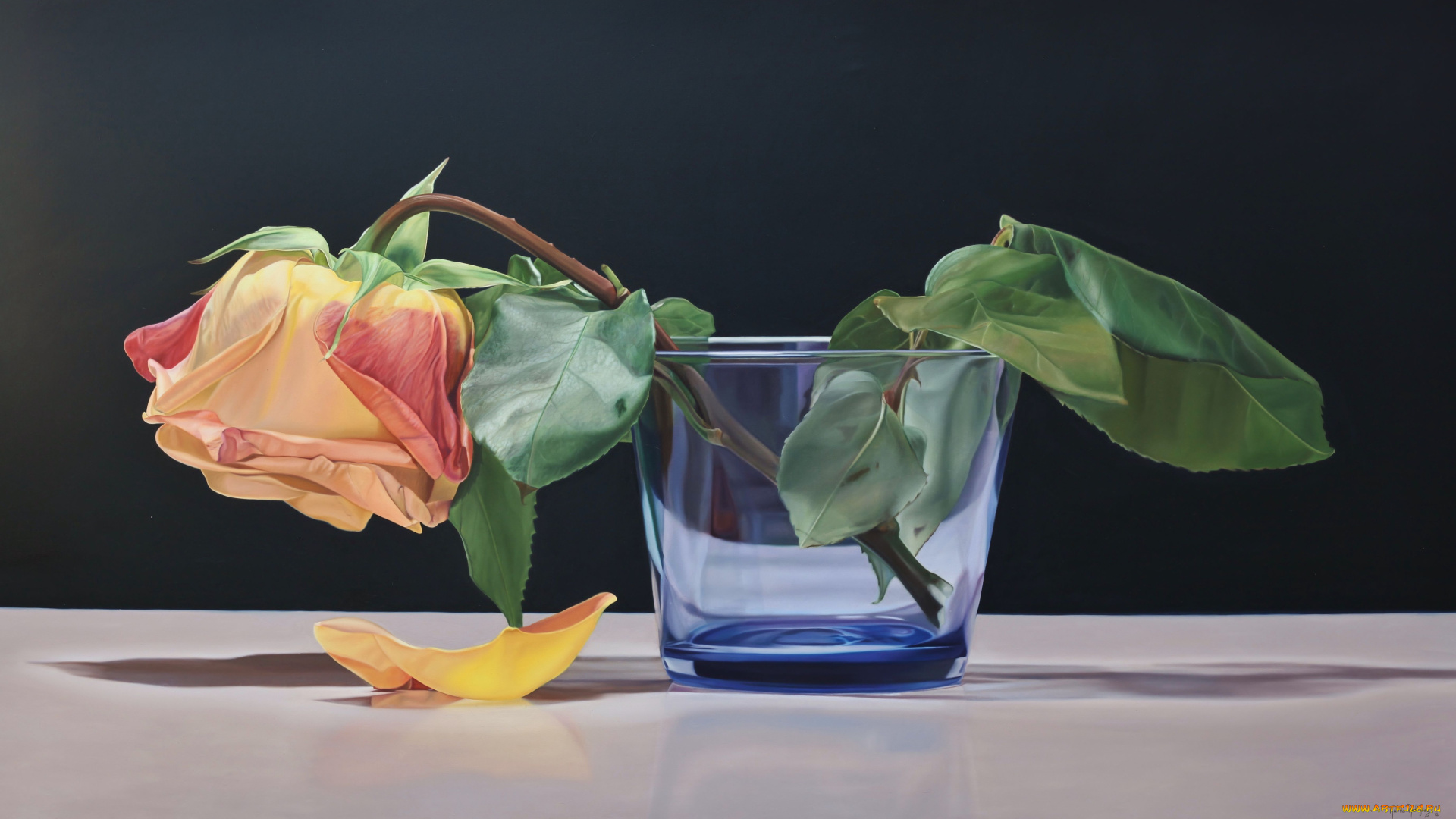 karina, rodriguez, рисованные, роза