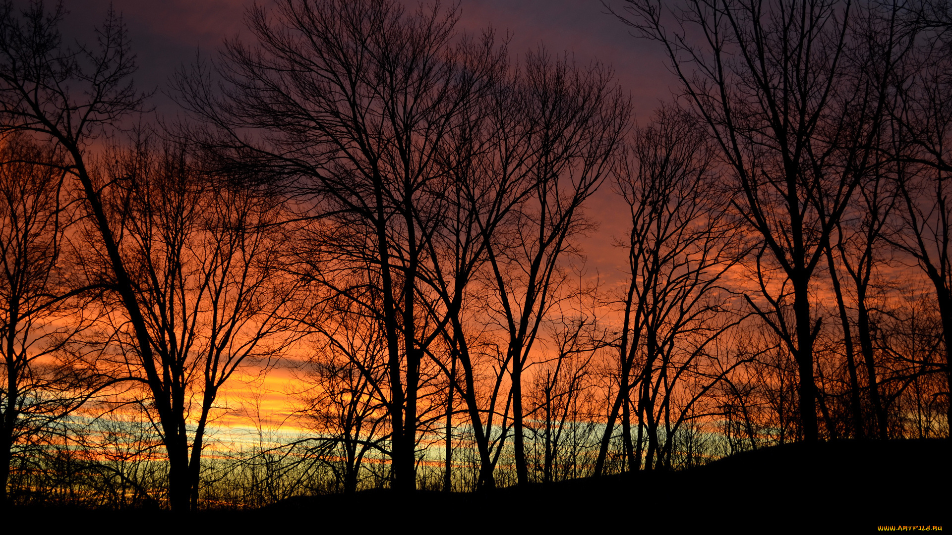 природа, деревья, закат, лес