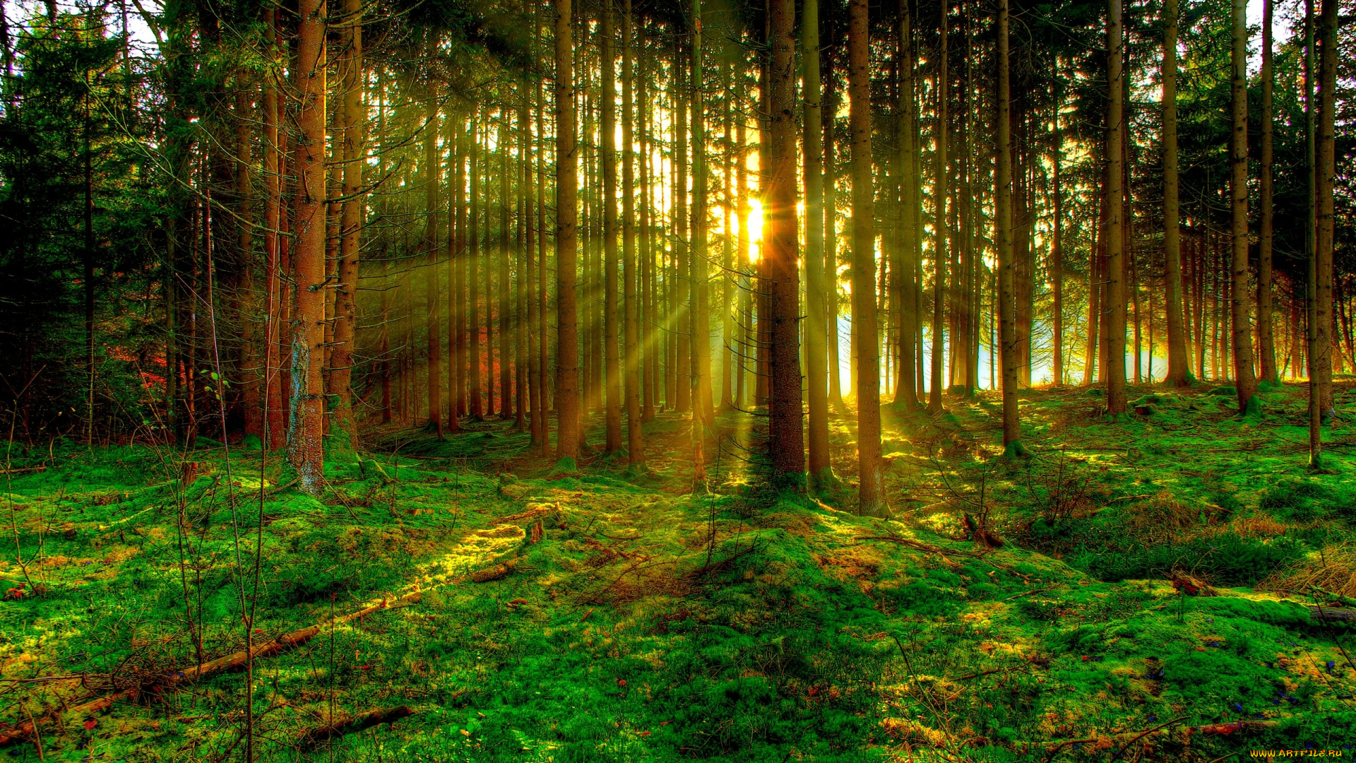 природа, лес, лучи, стволы, трава