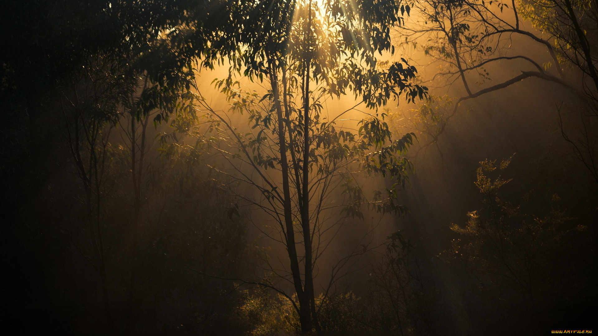 природа, лес, лучи, ветки