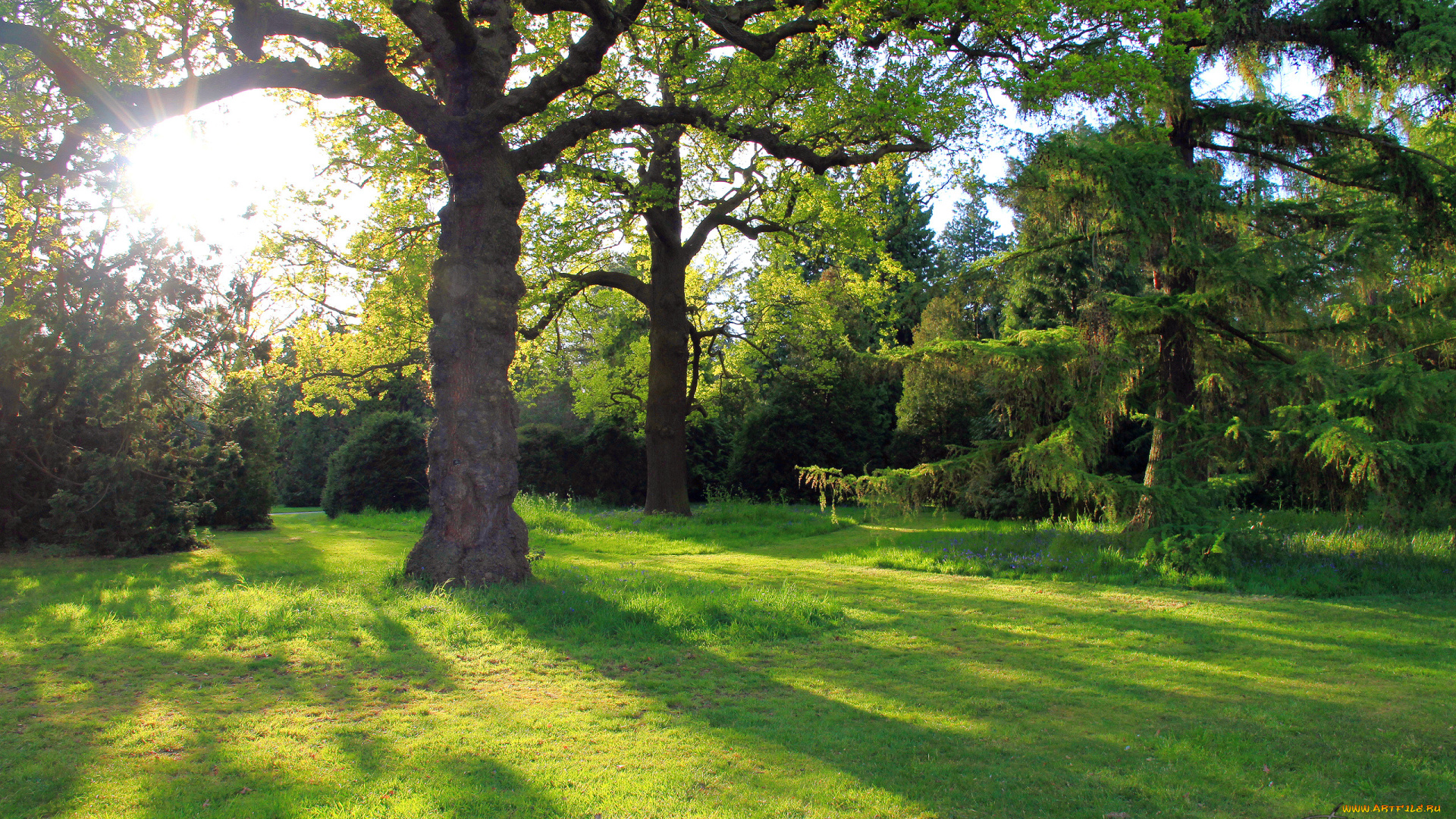 природа, лес, поляна, свет
