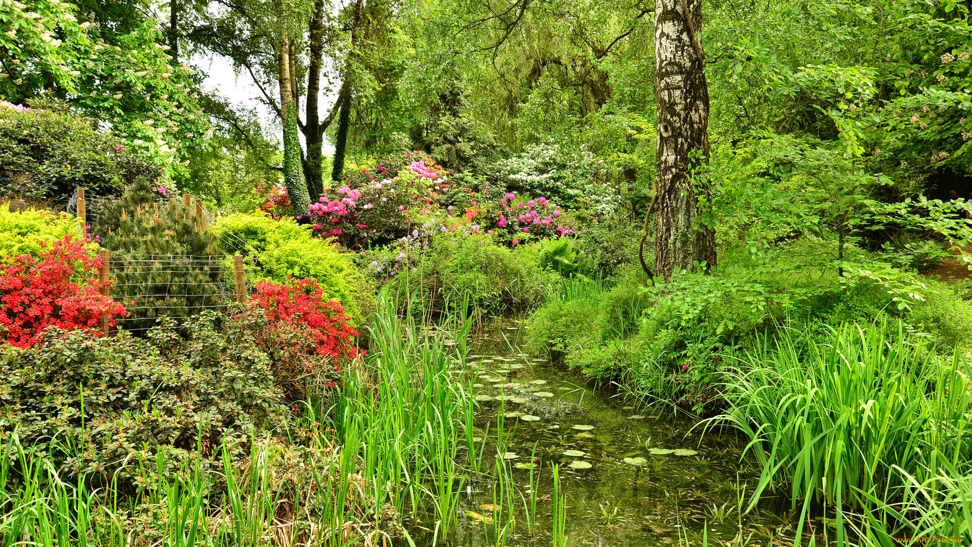 природа, парк, деревья, ручей, трава, цветы