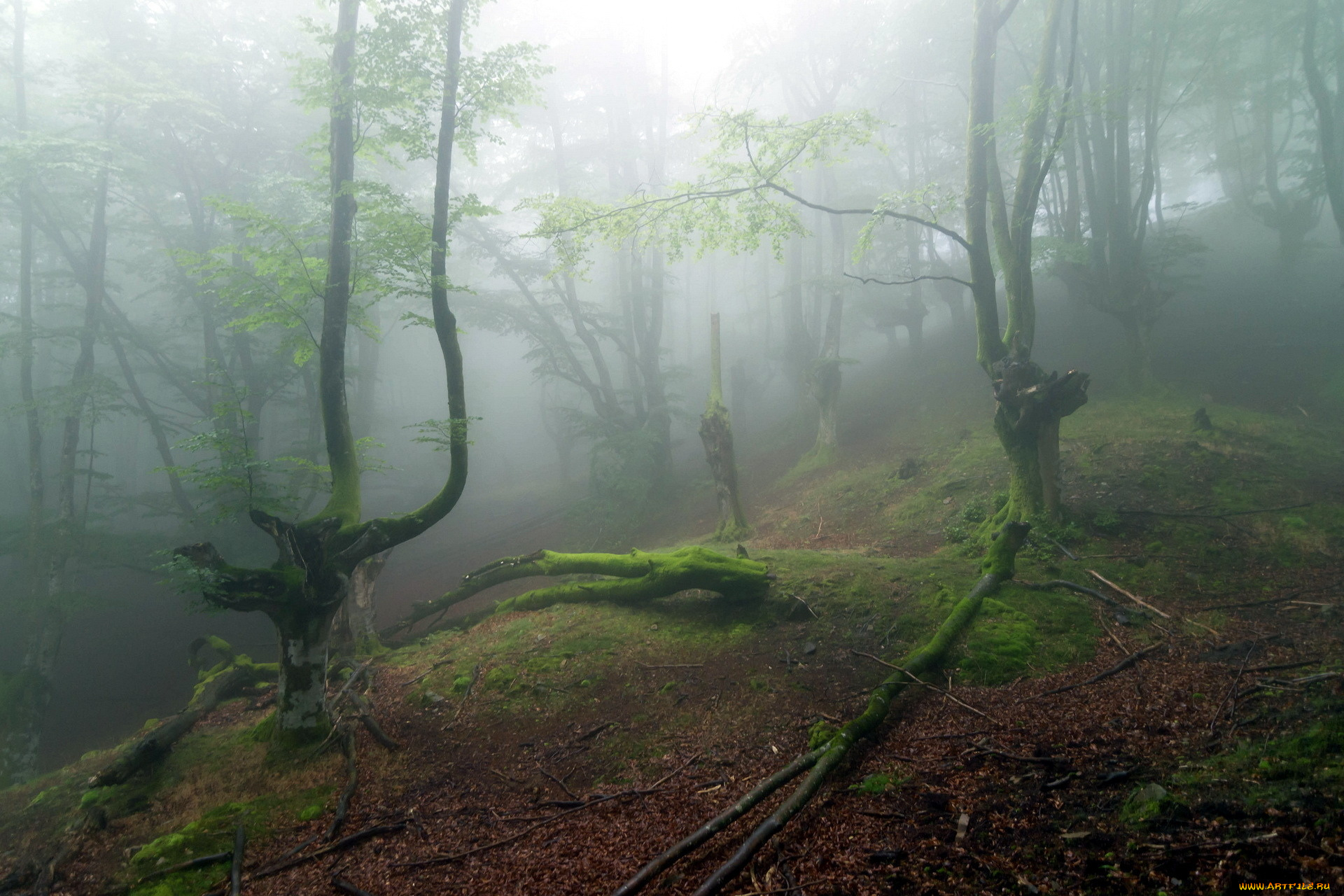 природа, лес, овраг, тумман