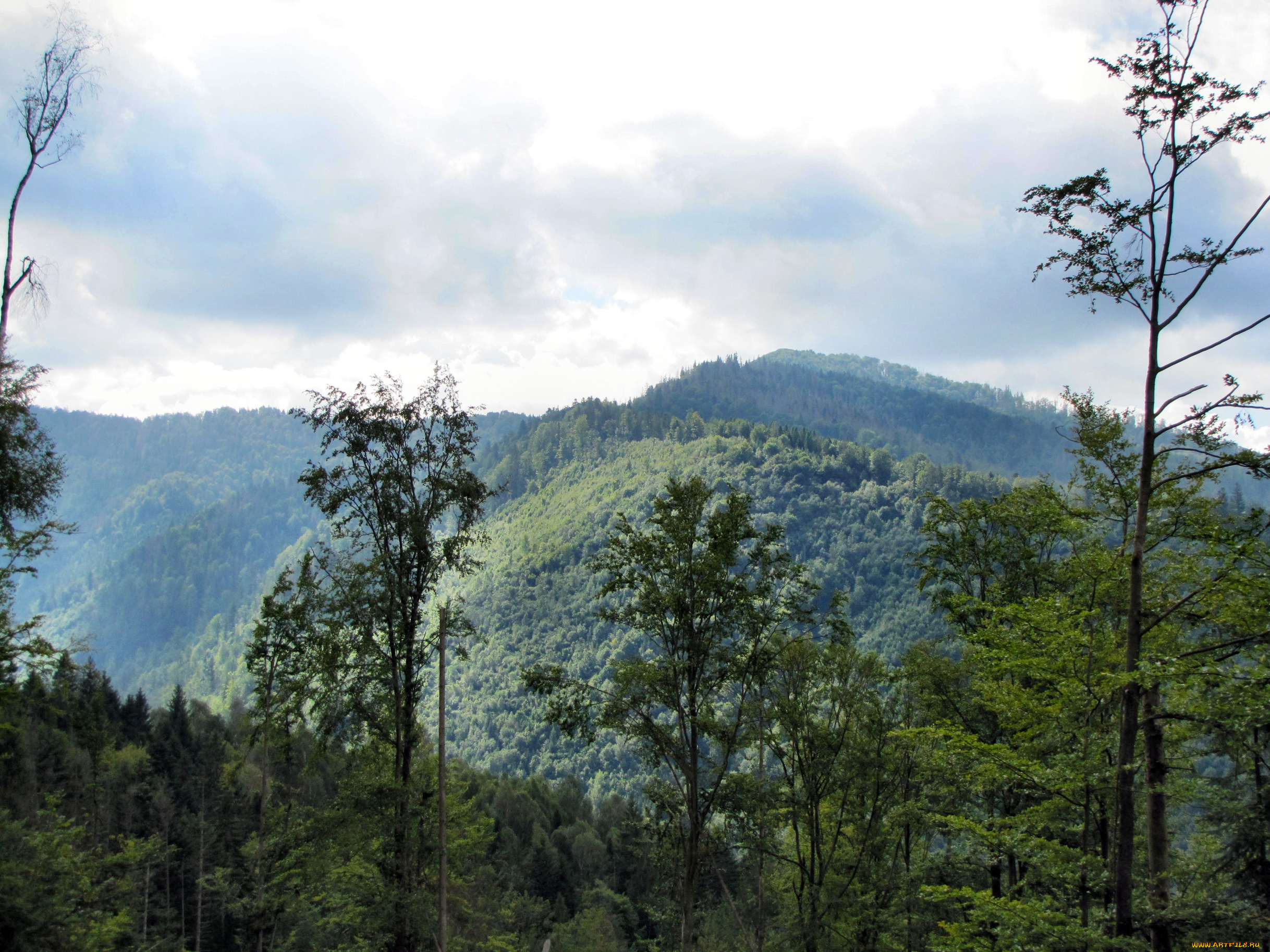 украина, закарпатье, природа, горы, лес