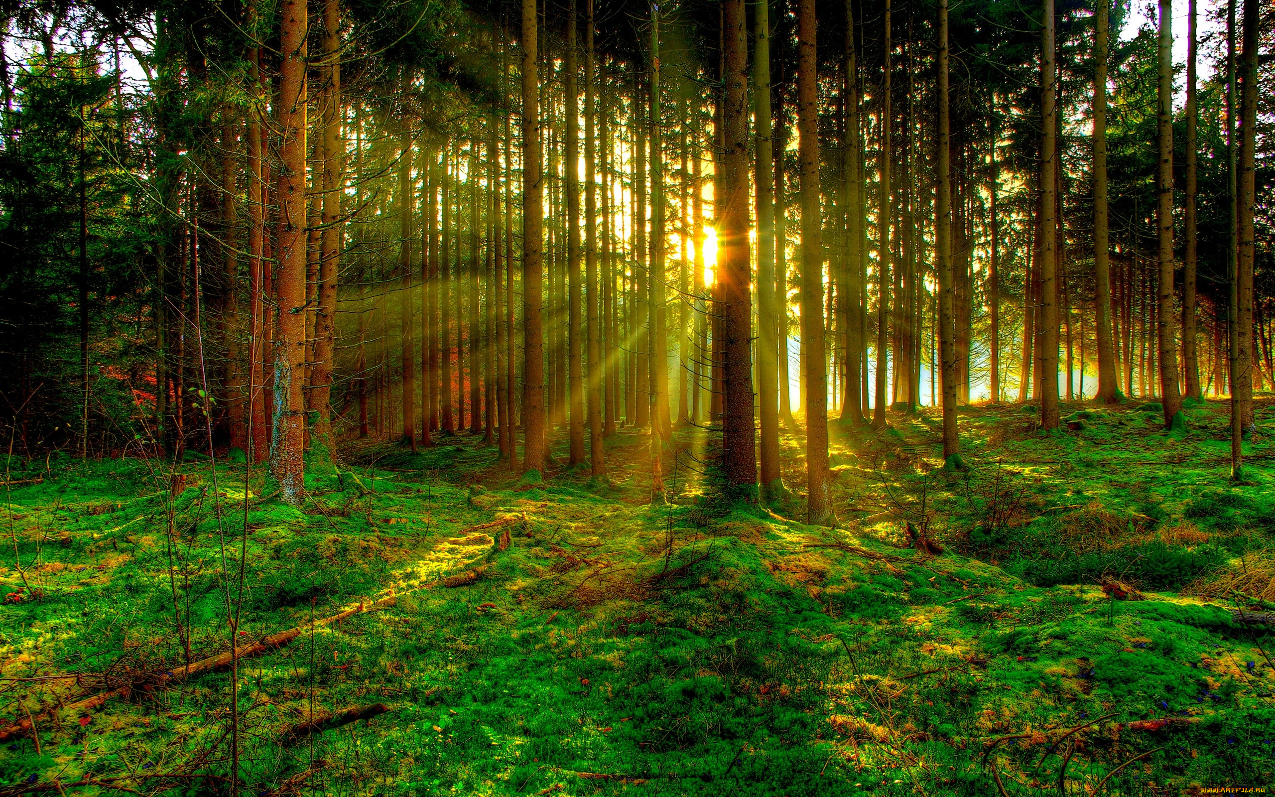 природа, лес, лучи, стволы, трава
