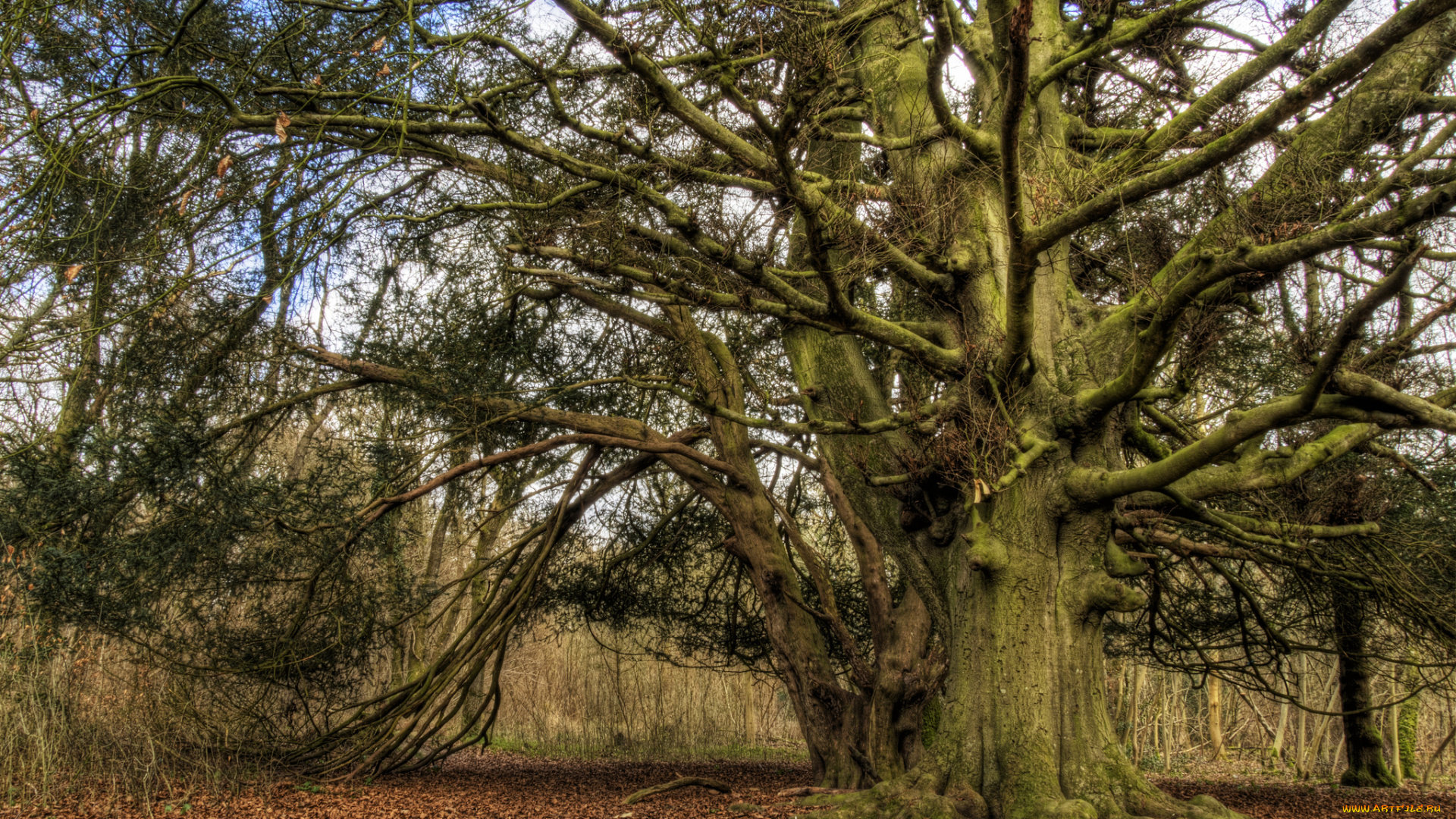 природа, деревья, лес, дуб, листва, осень