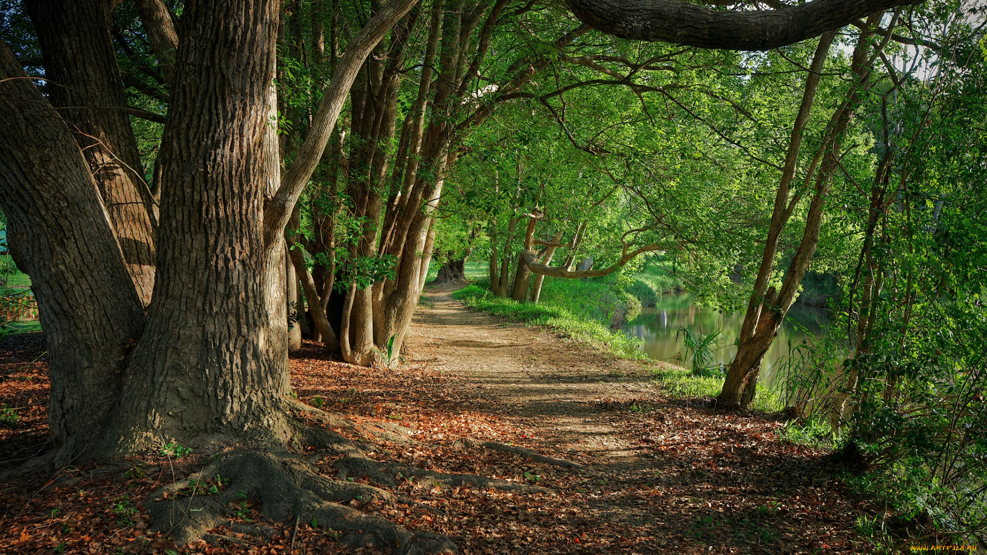 природа, дороги, деревья, тропинка