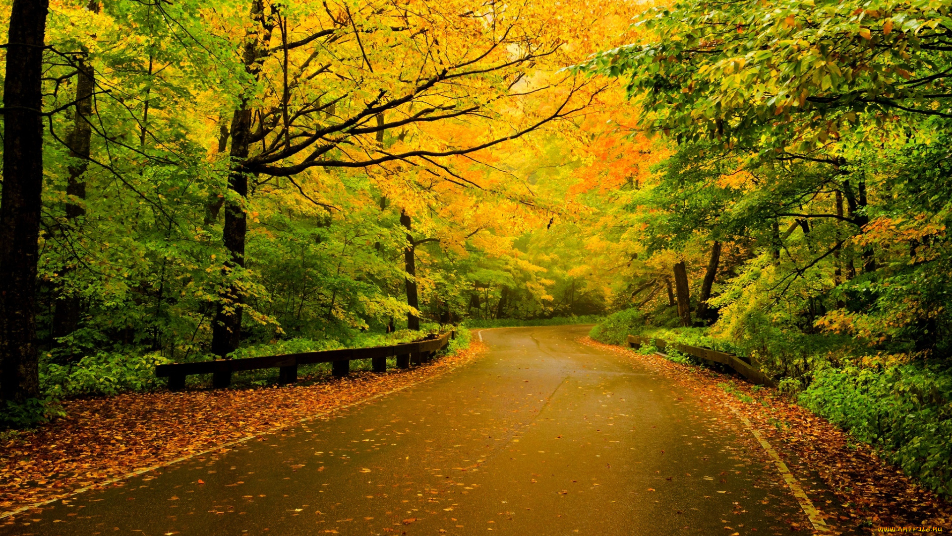 природа, дороги, листья, лес, road, walk, forest, trees, leaves, colorful, nature, деревья, осень, colors, fall, autumn, path