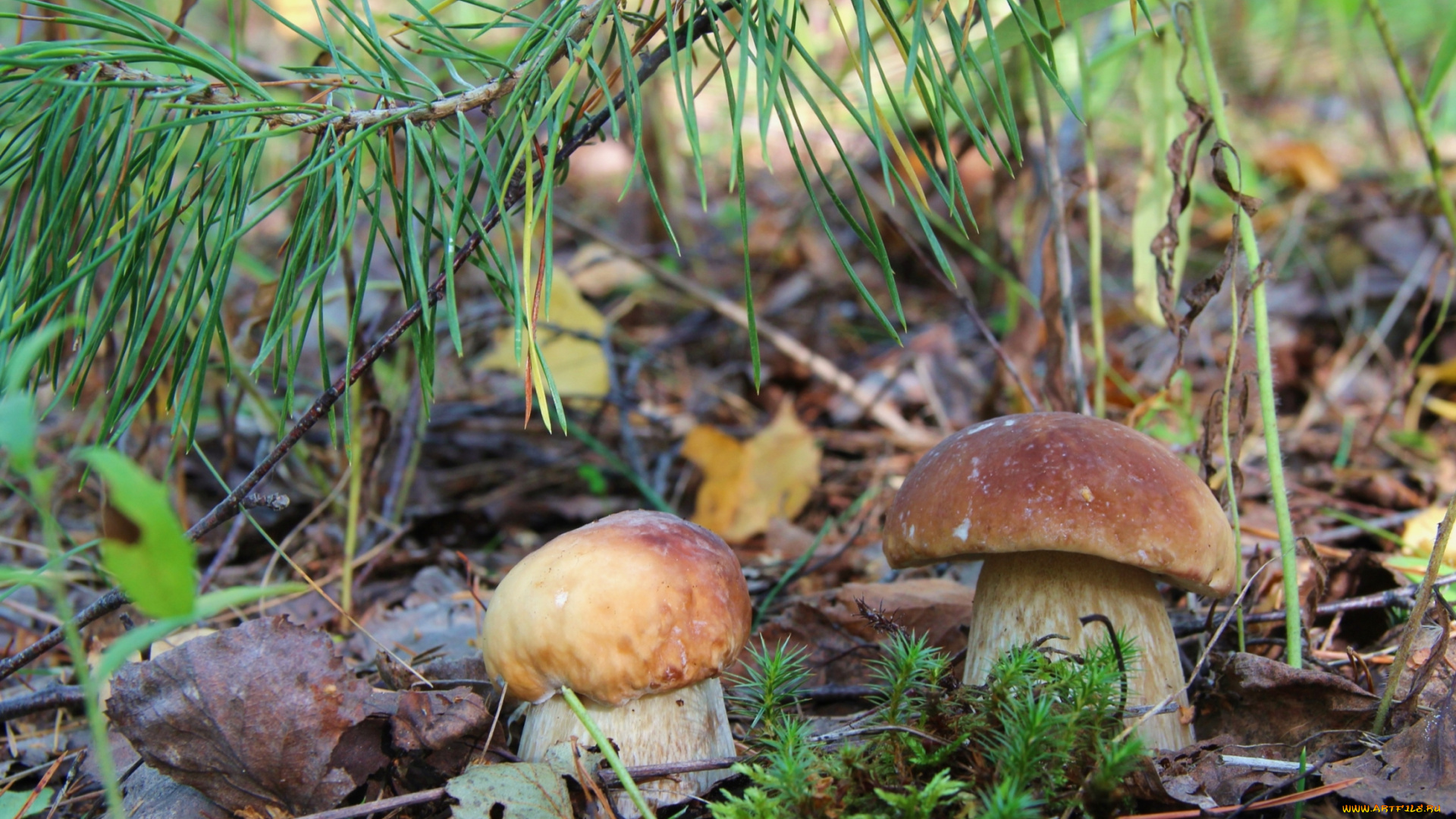 природа, грибы, крепыши
